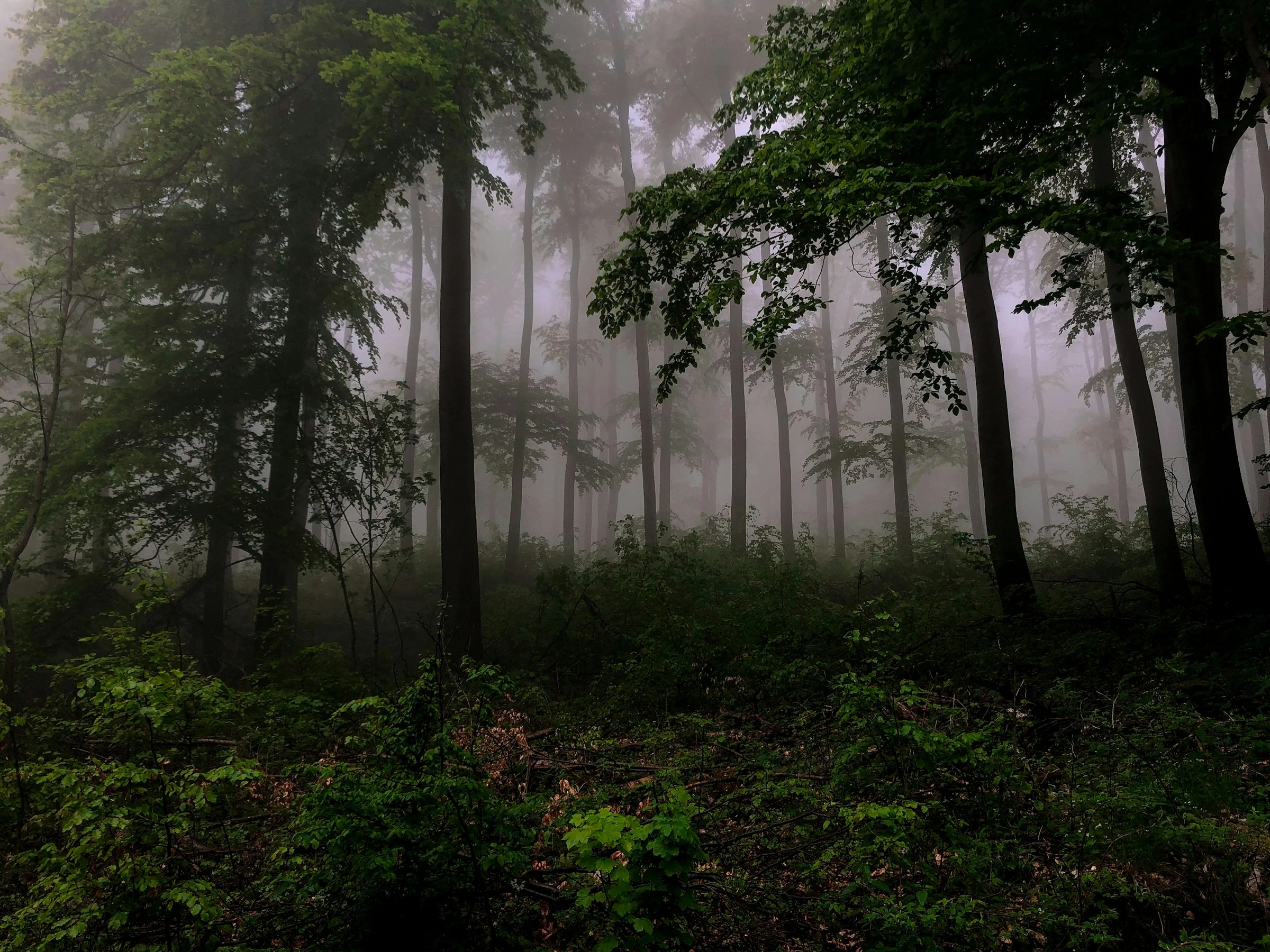 Misty Forest Green Silhouettes Misty Forest Green Silhouettes