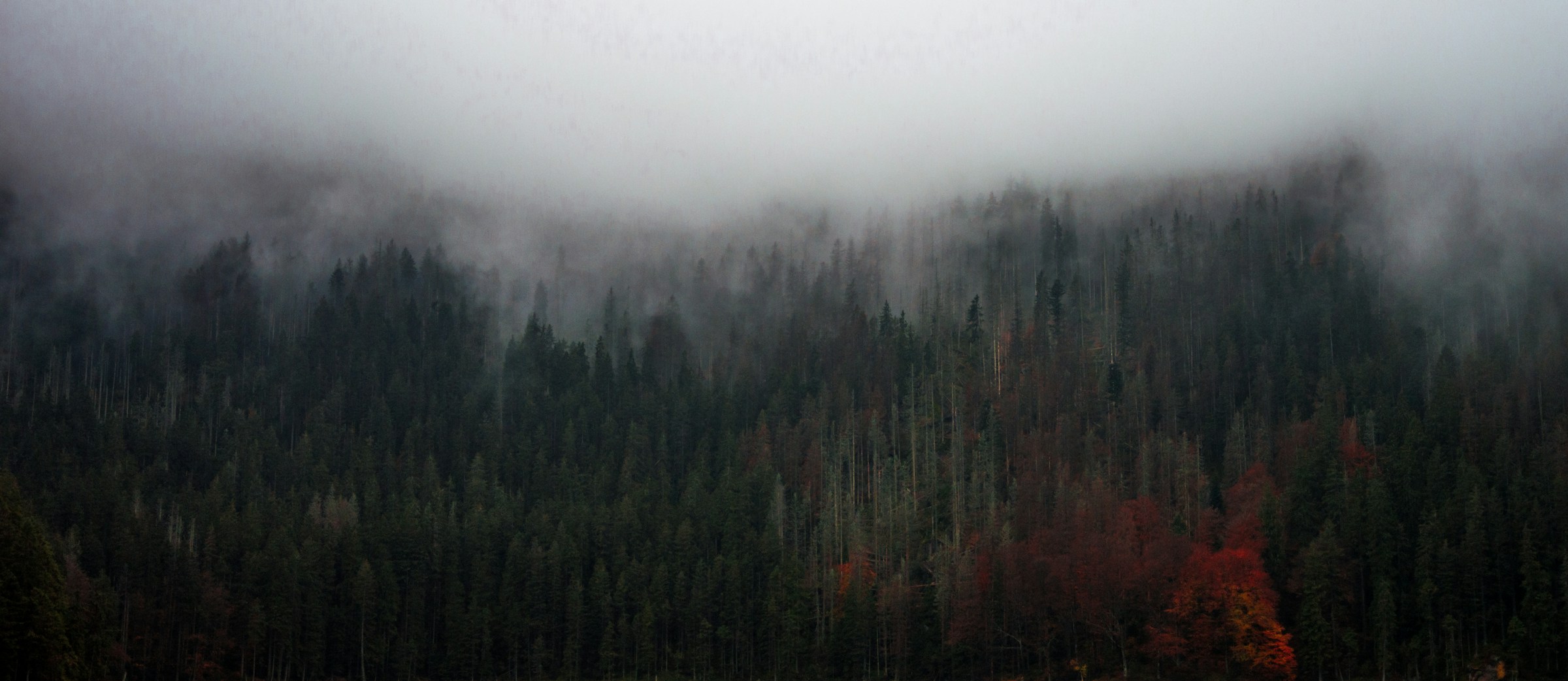 Misty Mountain Forest Landscape Misty Mountain Forest Landscape