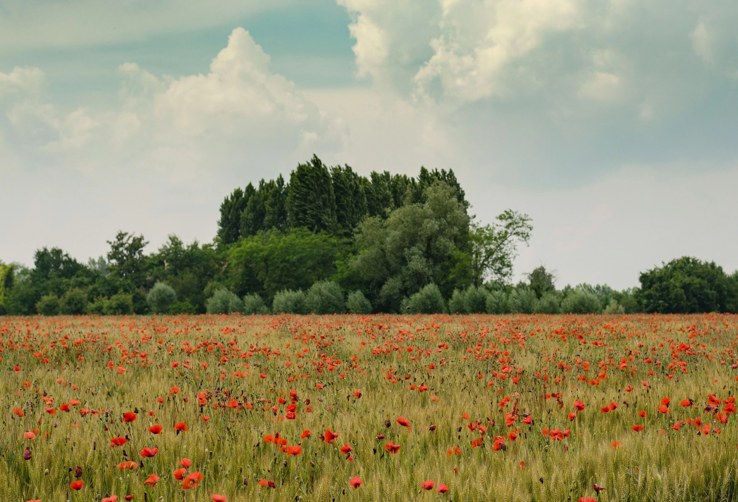 Poppies in Wheat Field