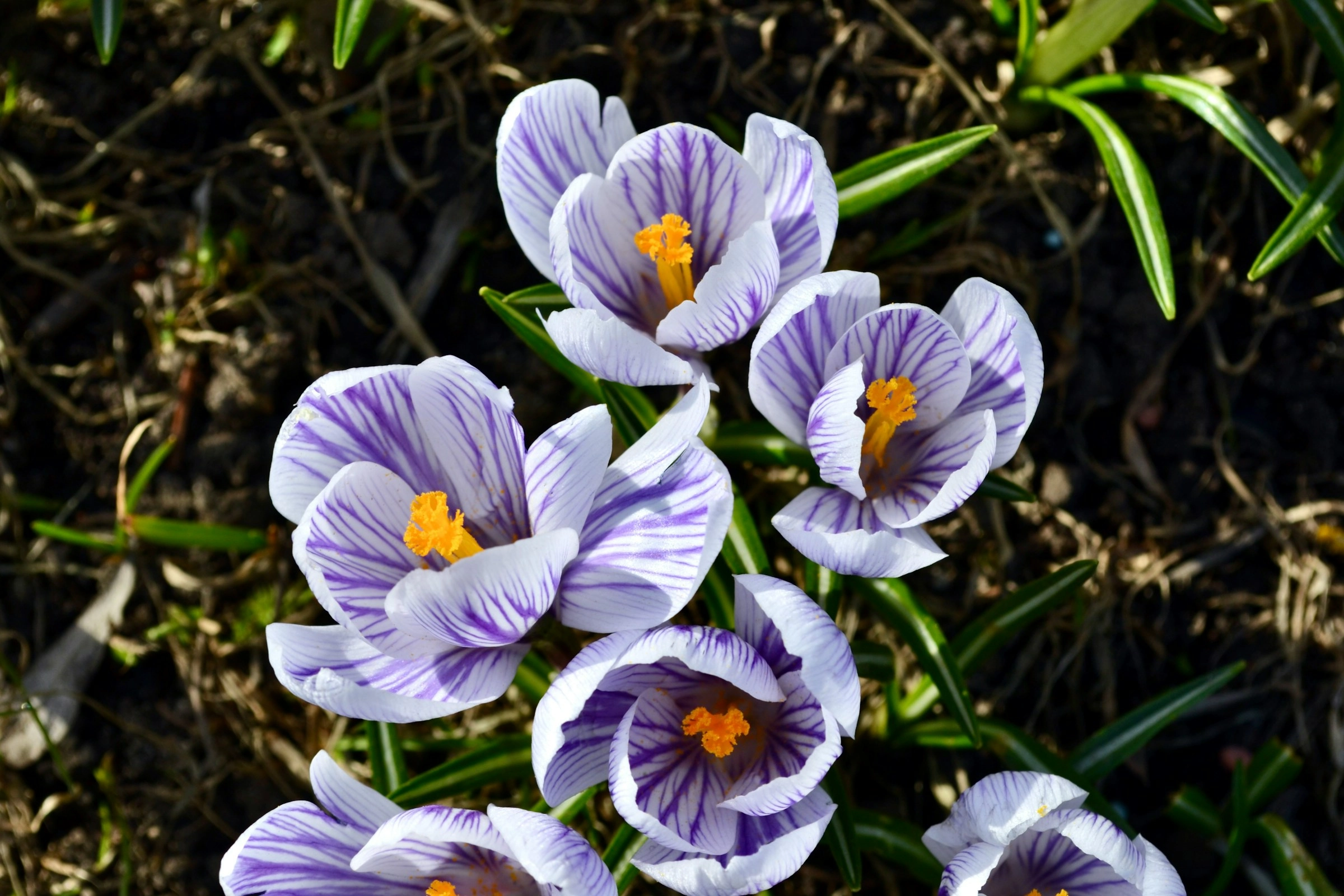Purple Crocus Flowers Blooming Purple Crocus Flowers Blooming