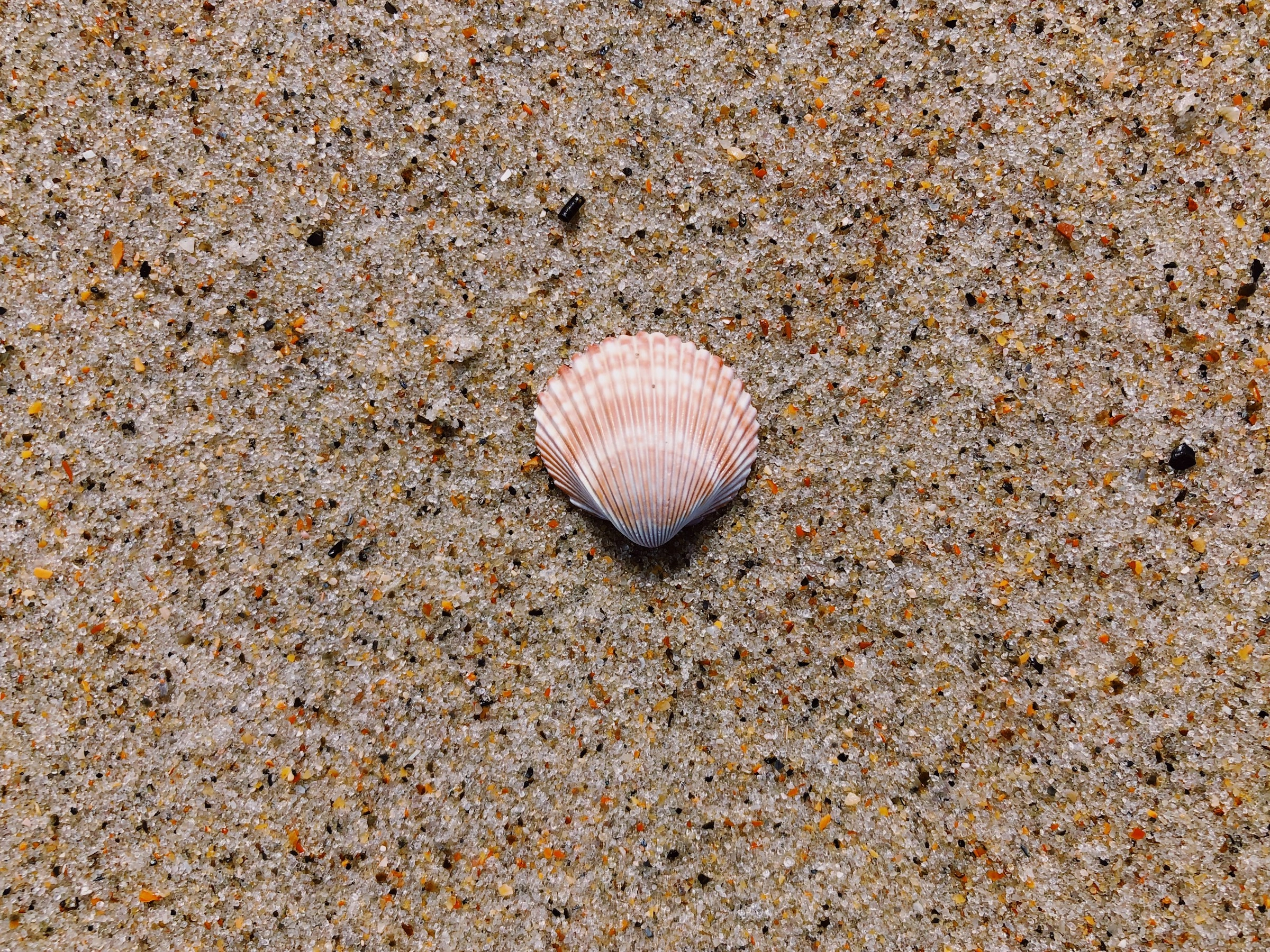 Seashell on Speckled Sand Seashell on Speckled Sand