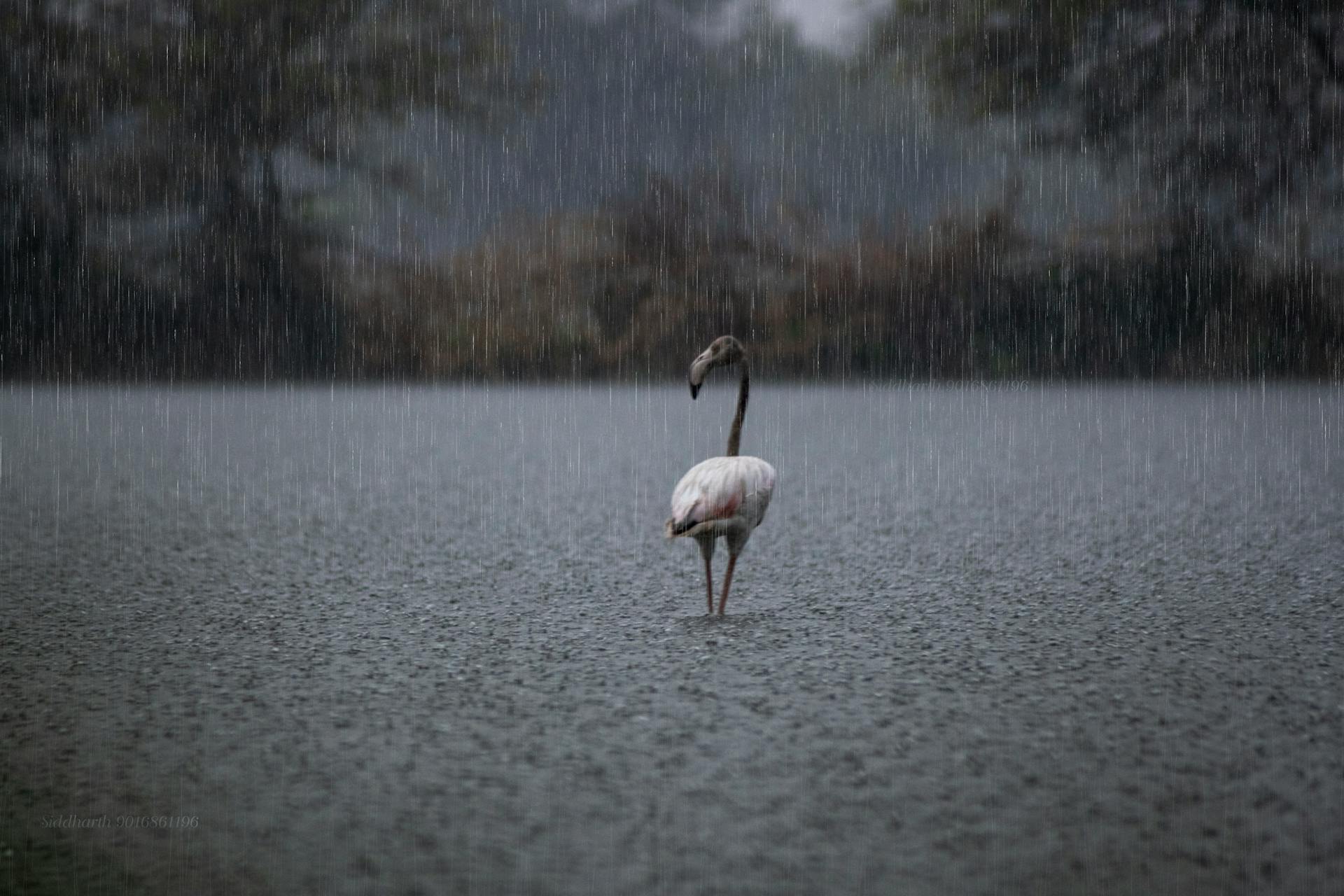 Solitary Flamingo in Rain