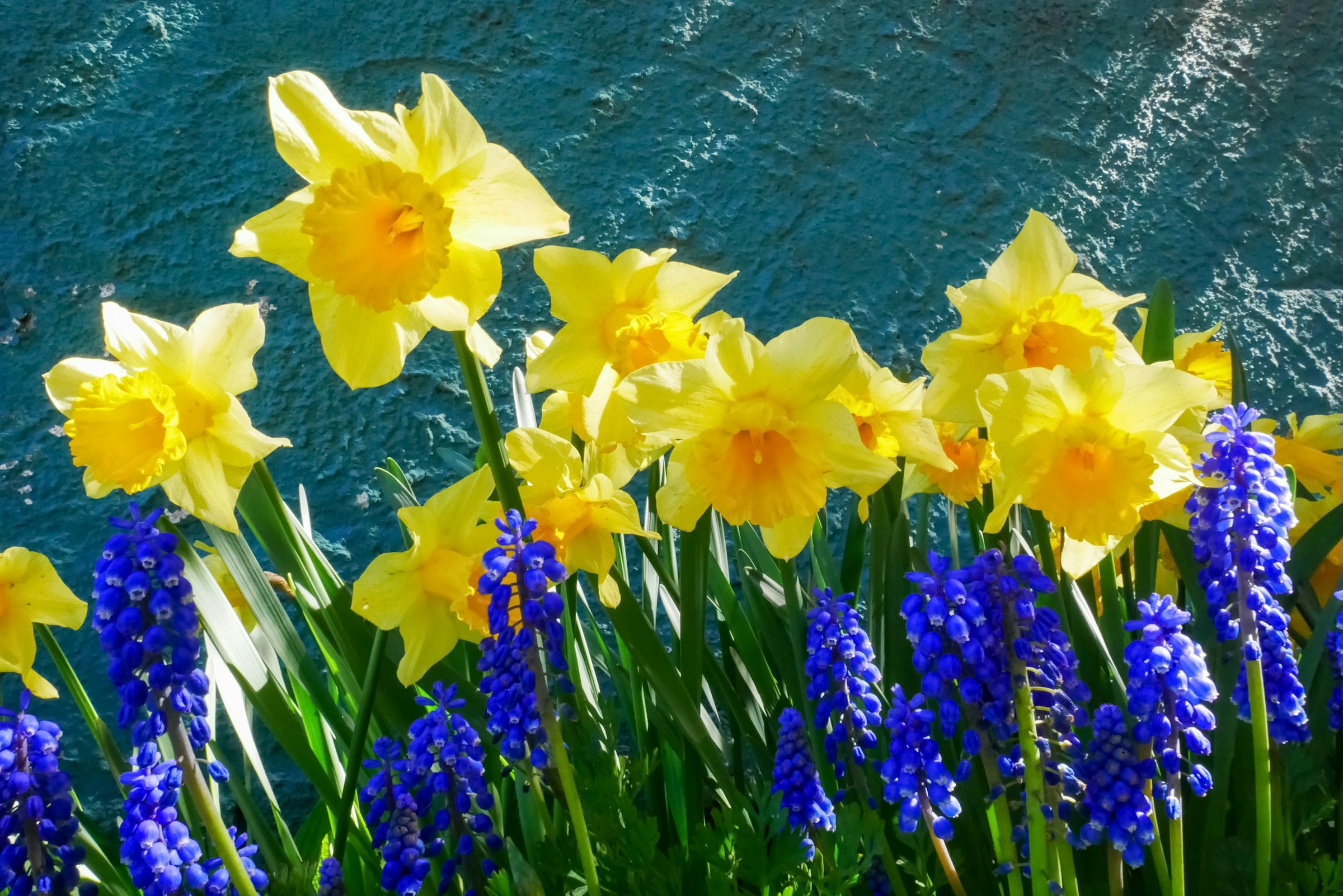 Spring Daffodils and Muscari Spring Daffodils and Muscari