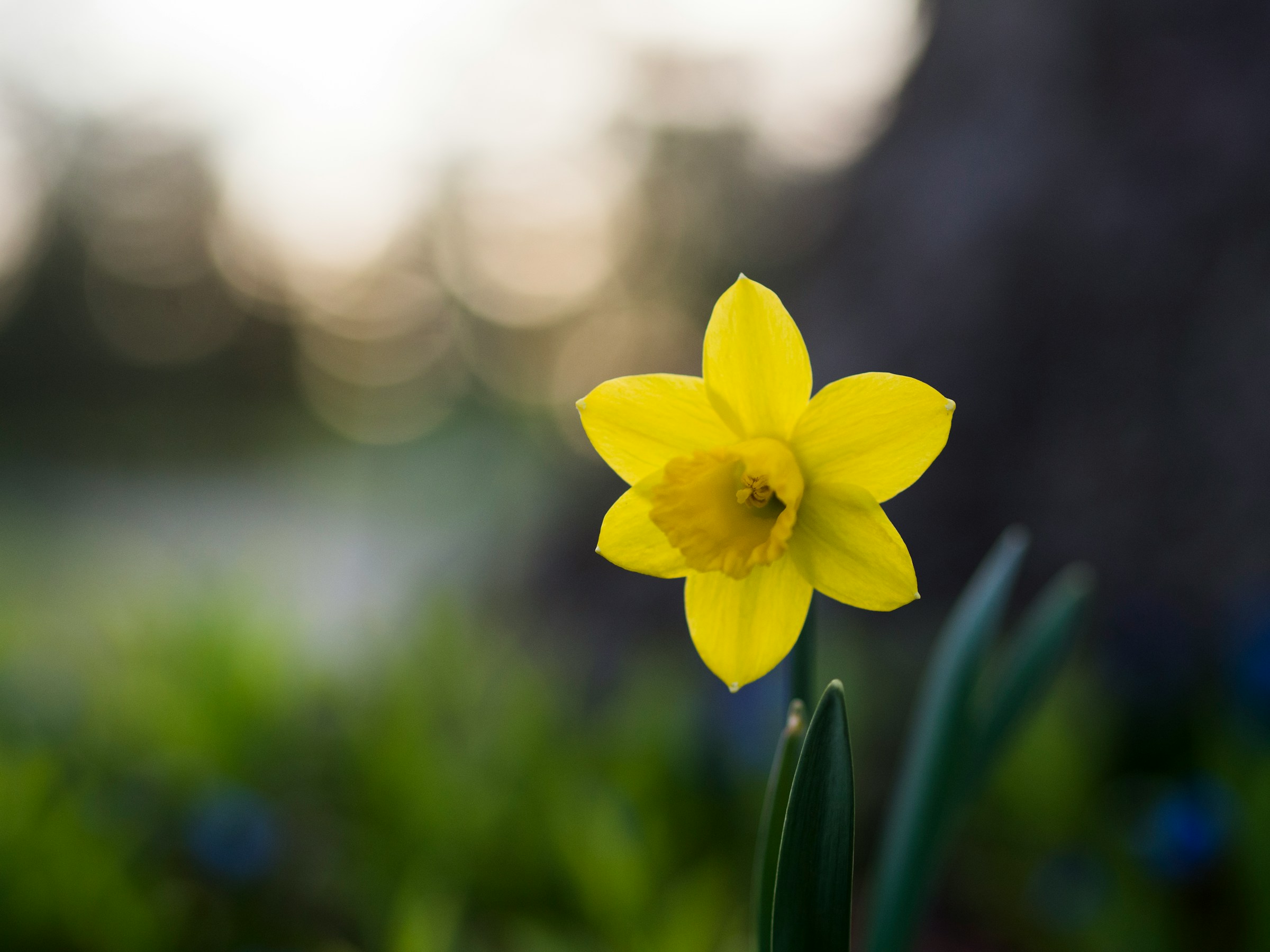 Springtime Daffodil in Bloom Springtime Daffodil in Bloom
