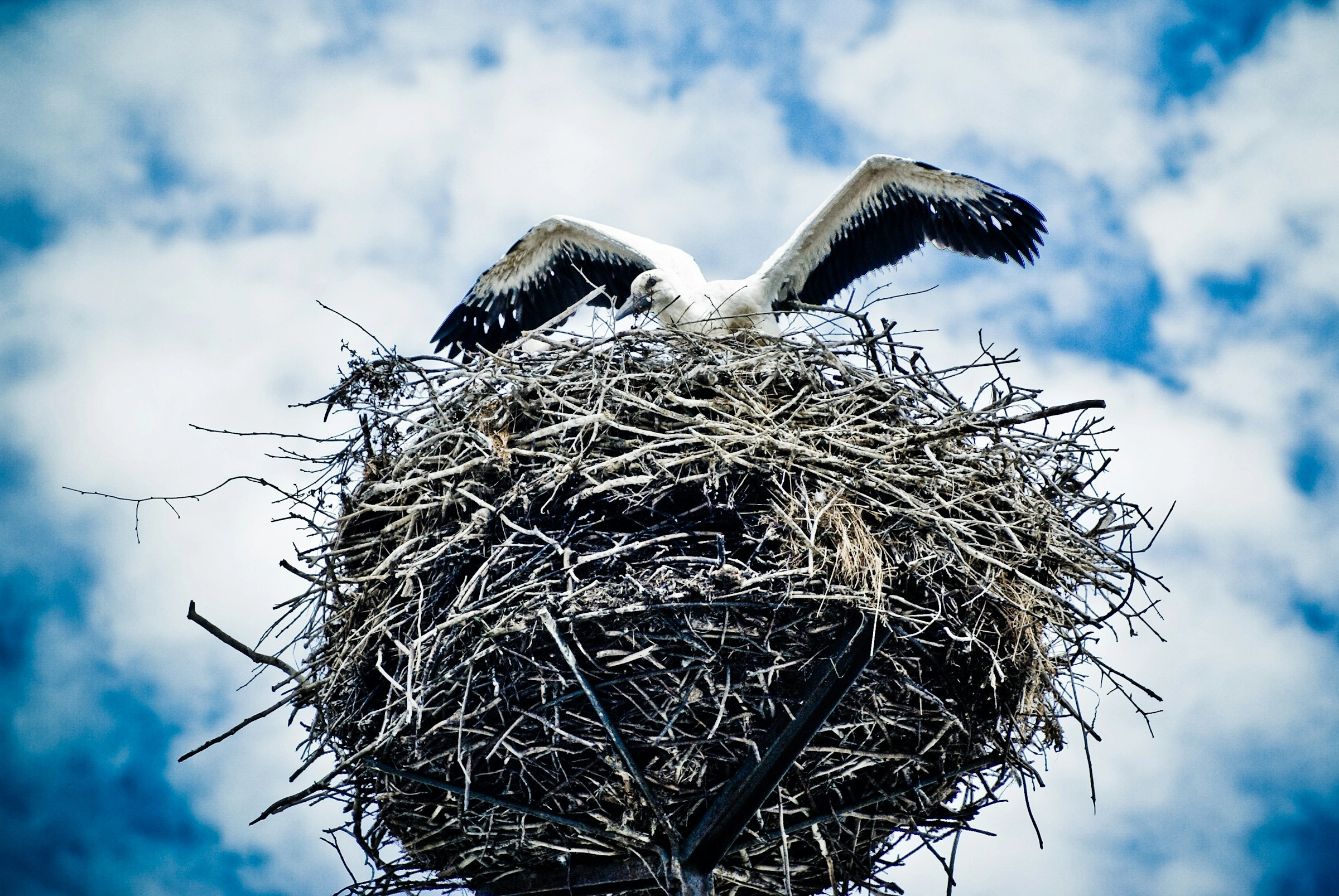 Stork Nesting on Cloudy Sky Stork Nesting on Cloudy Sky
