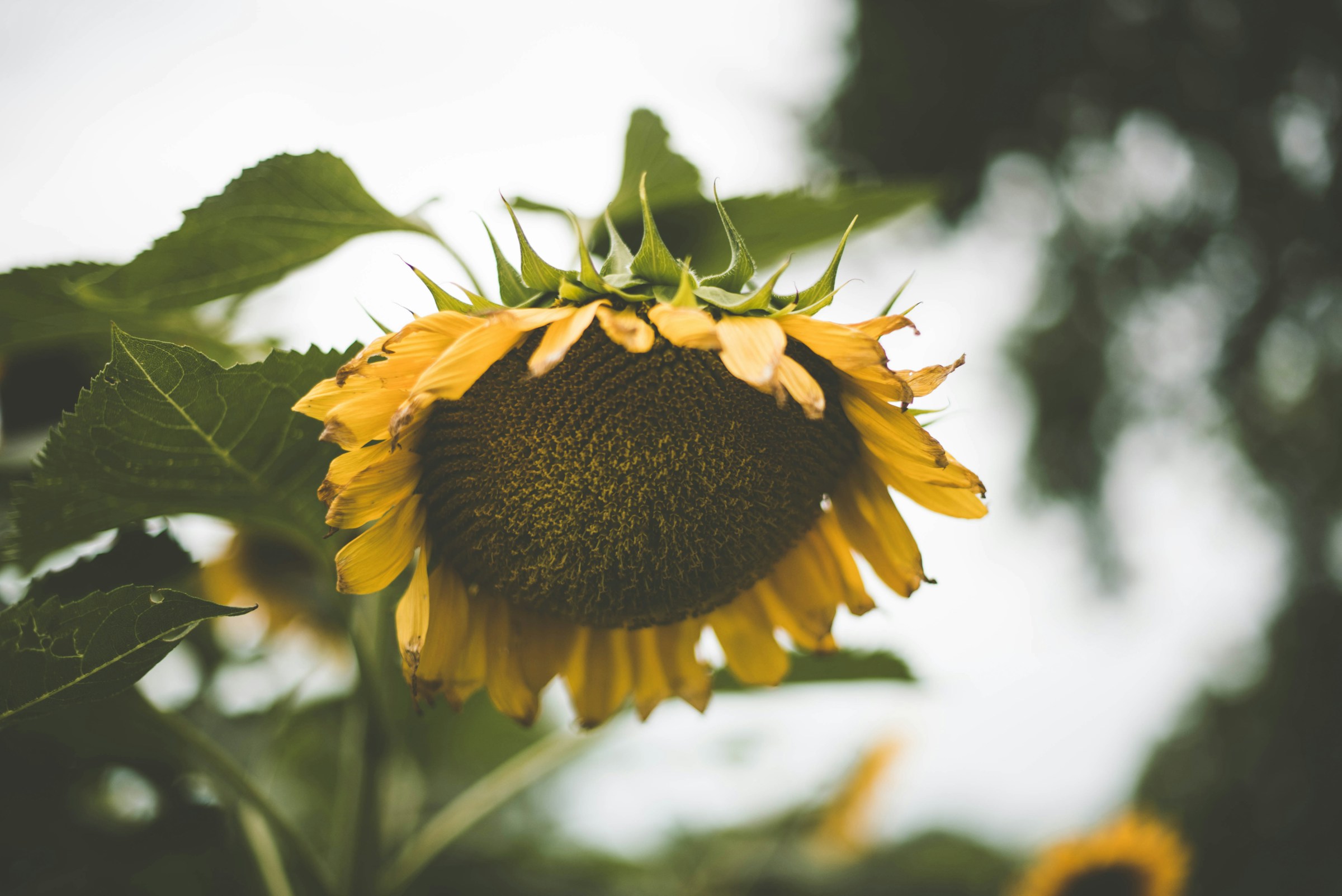 Sunflower in Soft Focus