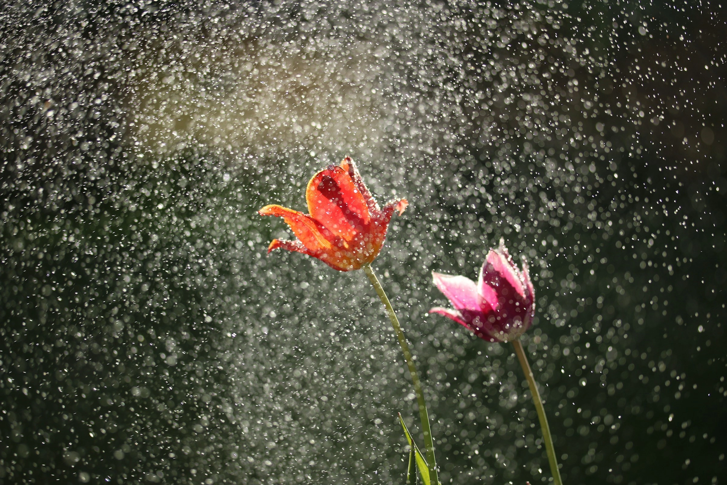Tulips in Spring Rain Tulips in Spring Rain