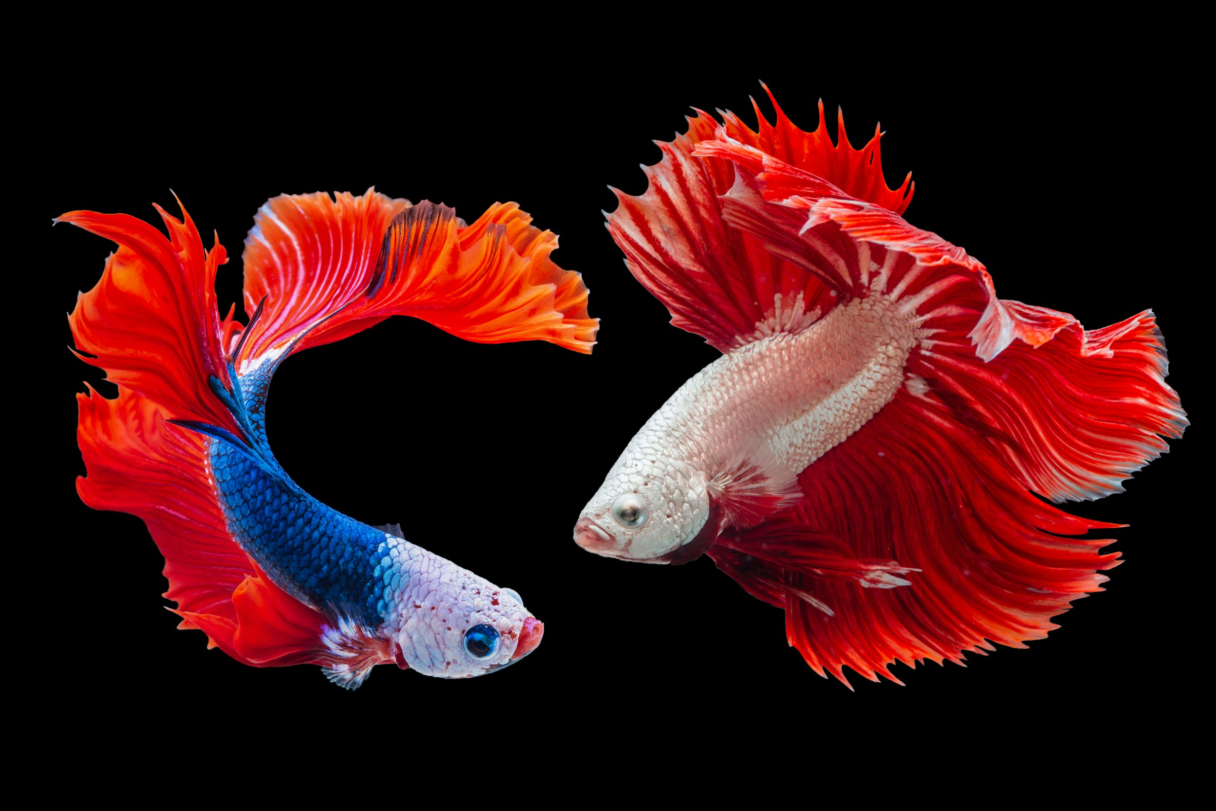 Vibrant Betta Fish Display Vibrant Betta Fish Display