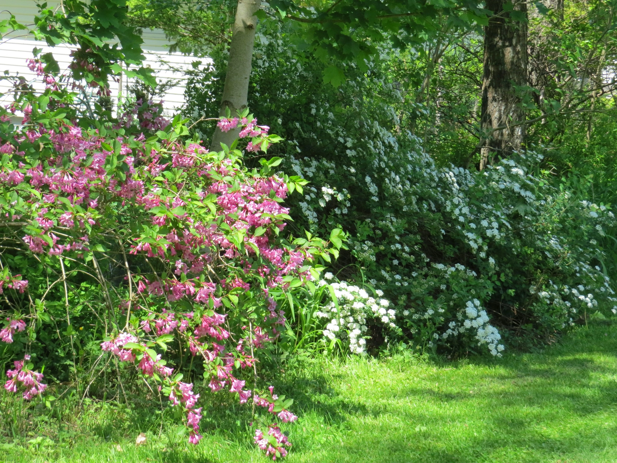 Vibrant Garden Flower Oasis Vibrant Garden Flower Oasis