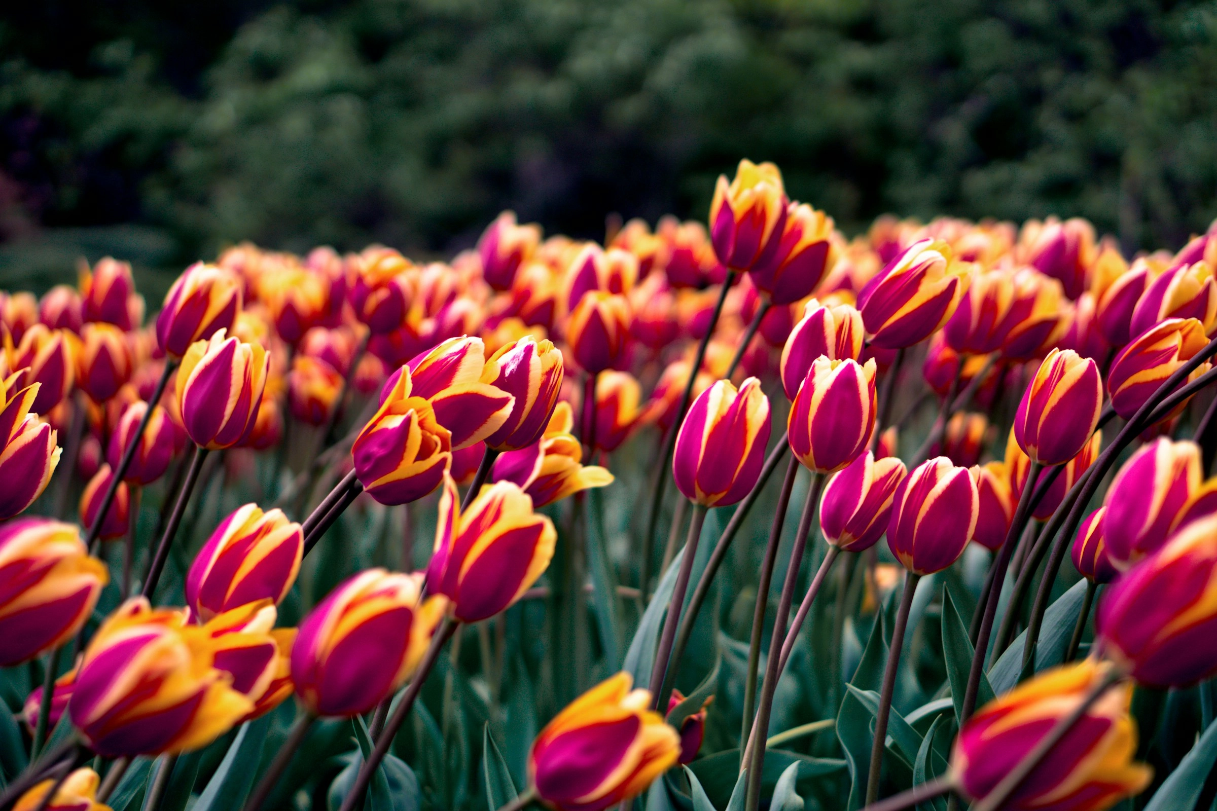 Vibrant Orange-Pink Tulip Field Vibrant Orange-Pink Tulip Field
