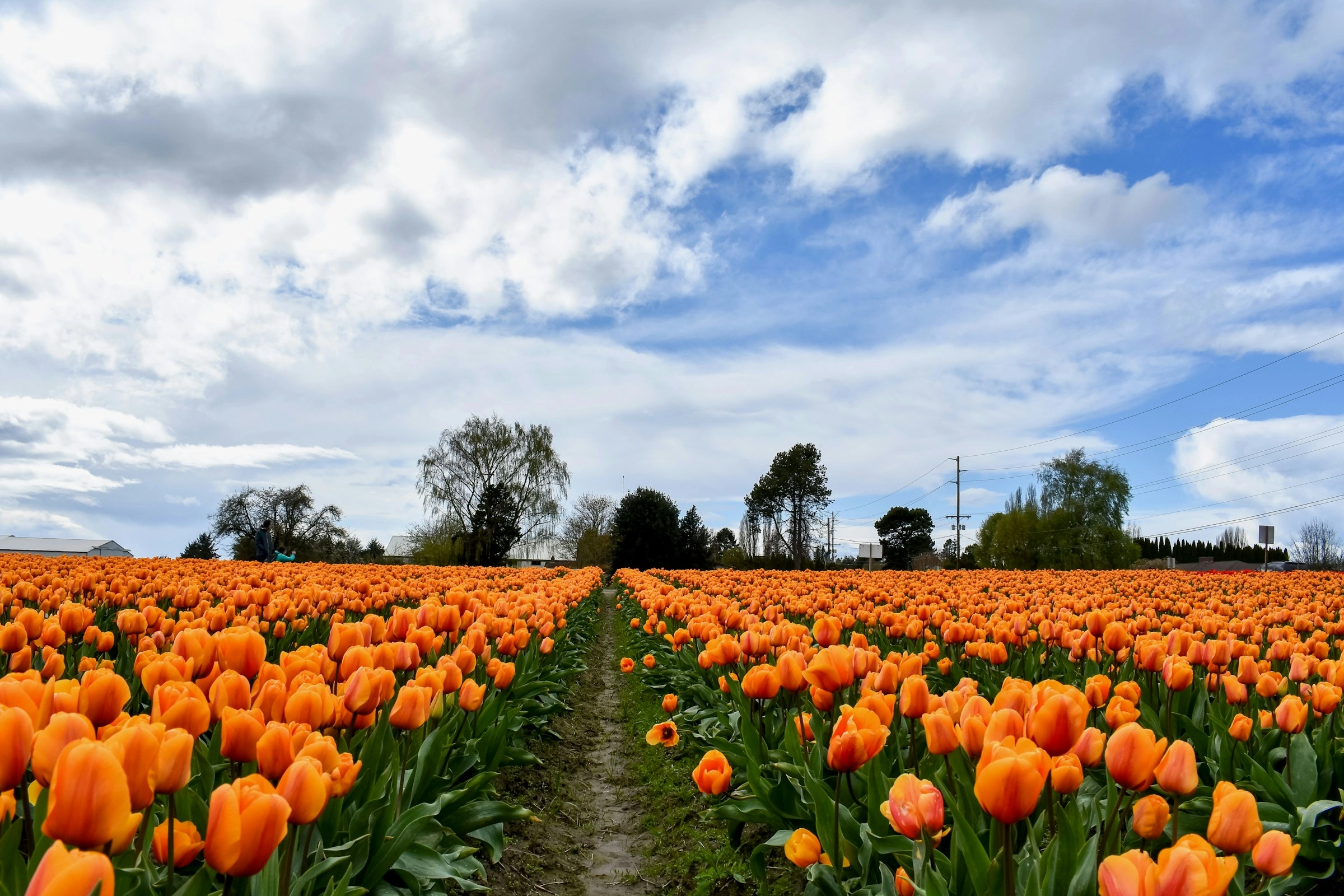 Vibrant Orange Tulip Field Vibrant Orange Tulip Field