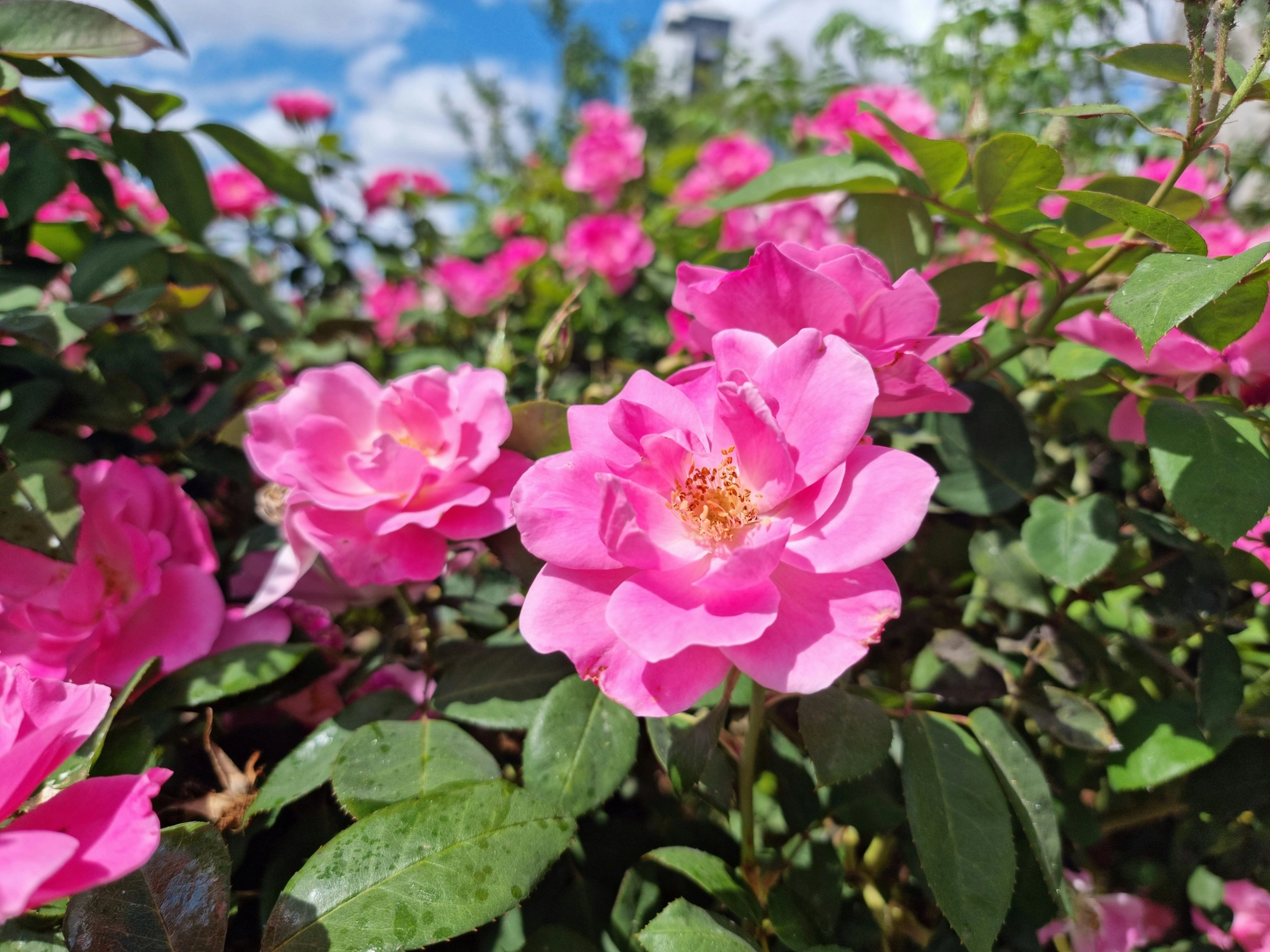 Vibrant Pink Rose Garden Vibrant Pink Rose Garden