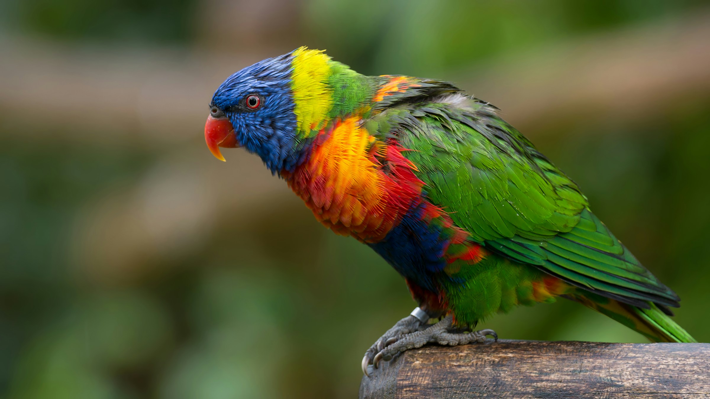 Vibrant Rainbow Lorikeet Portrait