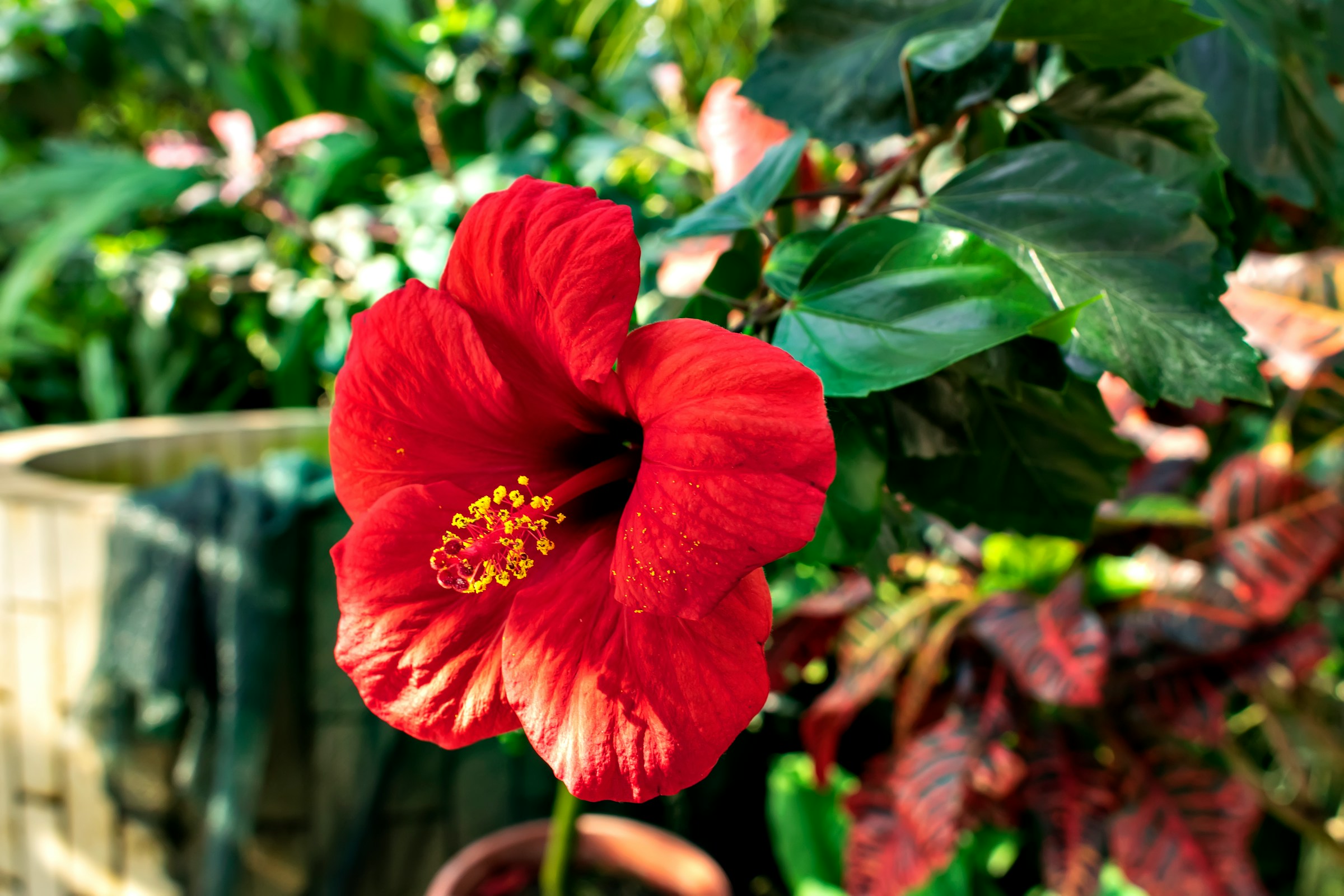 Vibrant Red Hibiscus Bloom Vibrant Red Hibiscus Bloom