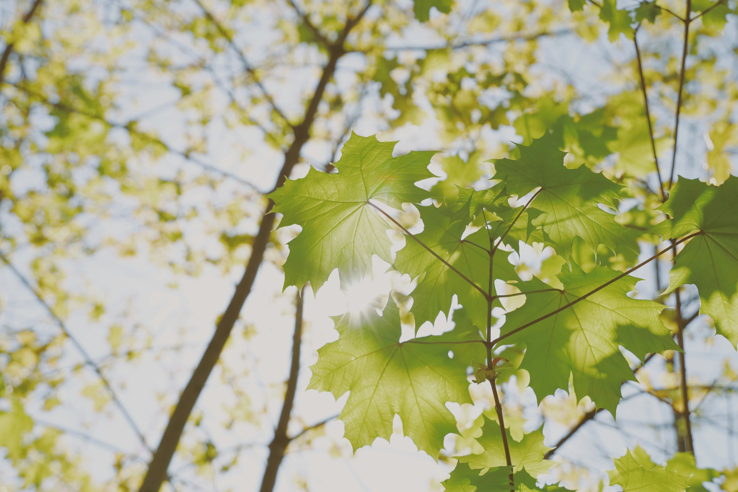 Vibrant Spring Maple Leaves Vibrant Spring Maple Leaves