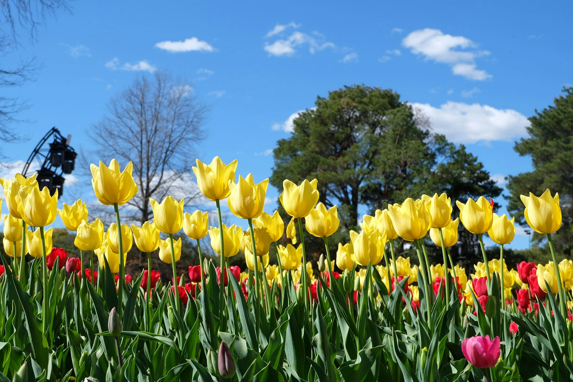 Vibrant Spring Tulip Garden Vibrant Spring Tulip Garden