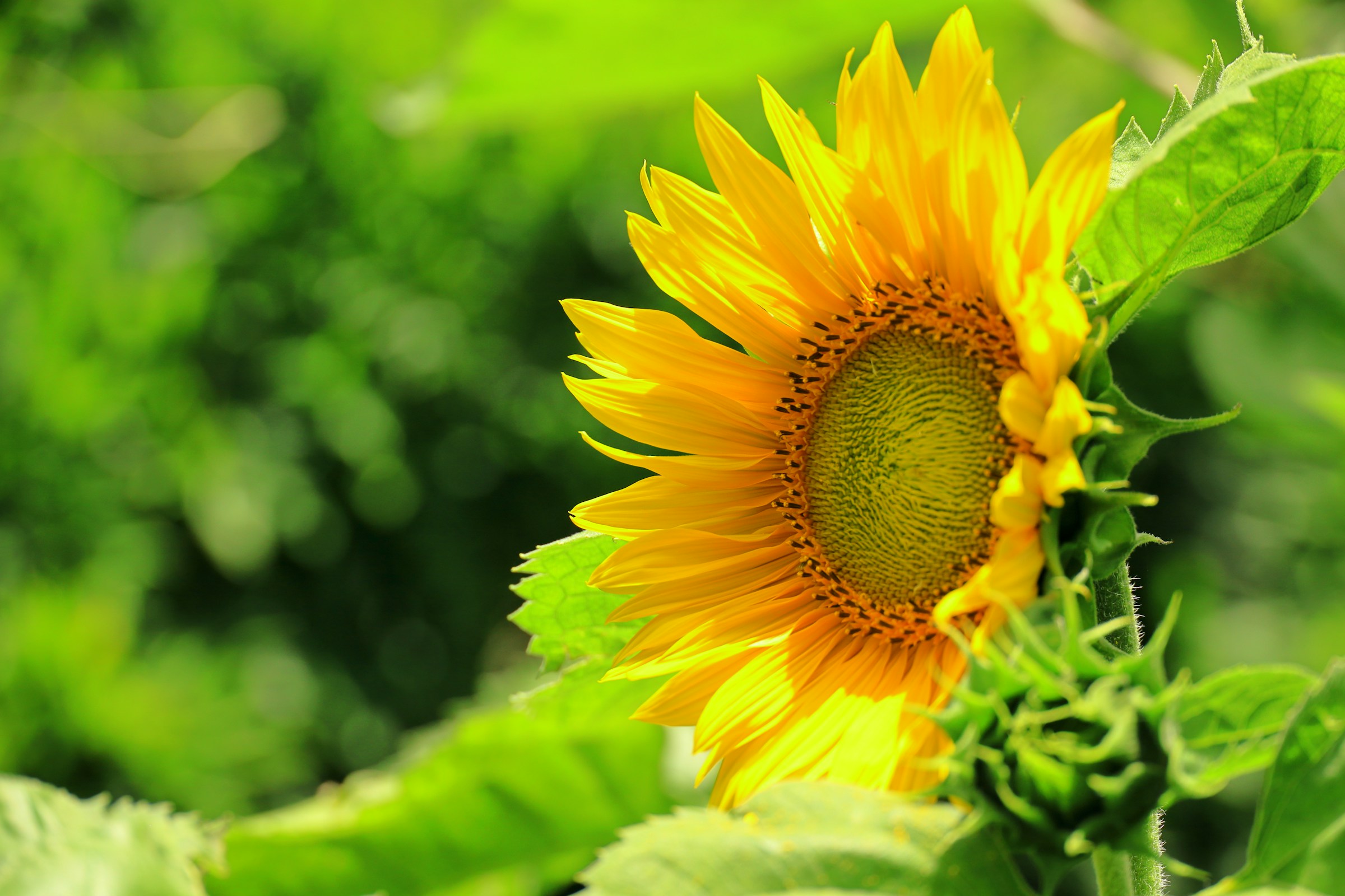 Vibrant Sunflower in Bloom