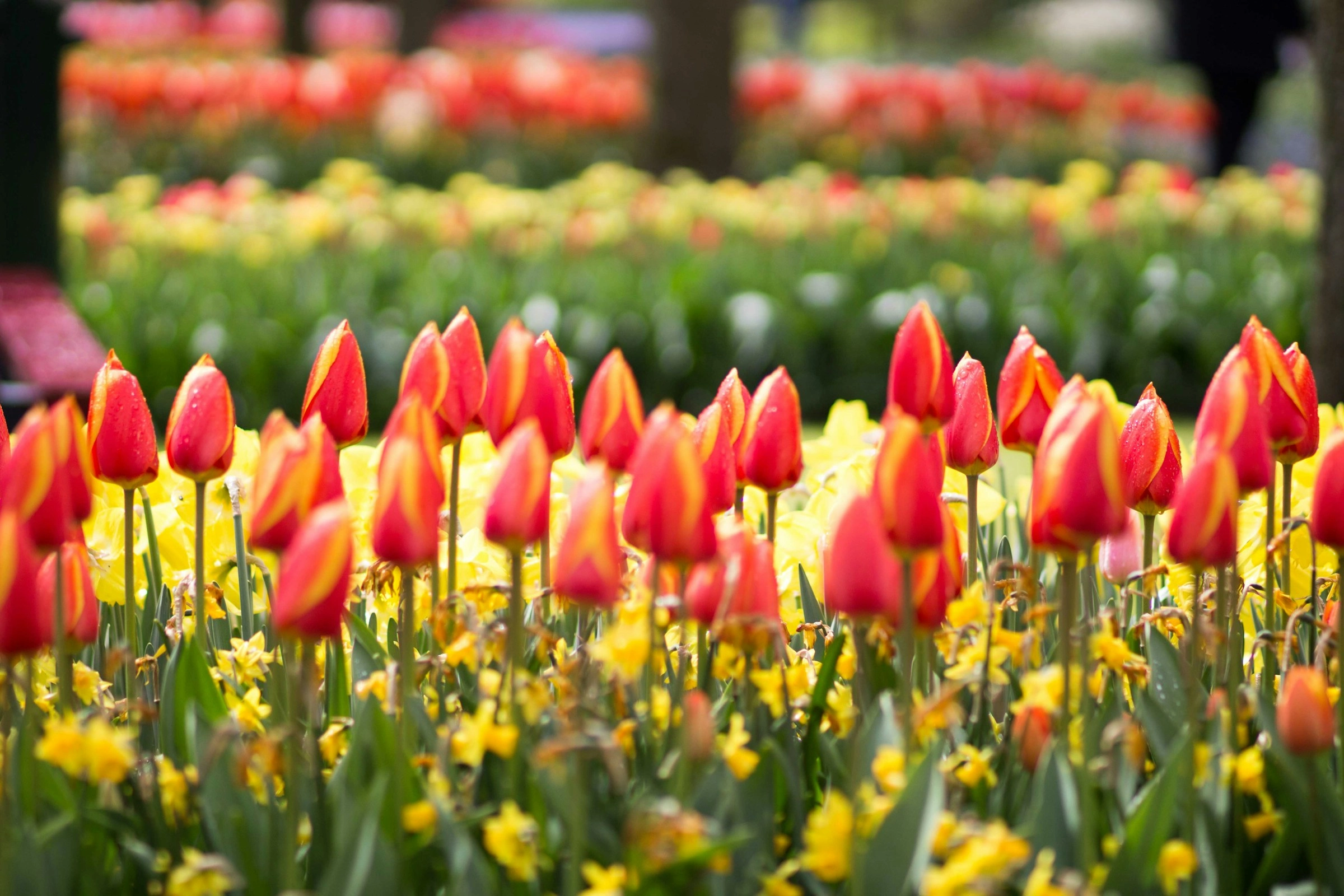 Vibrant Tulip Garden Display Vibrant Tulip Garden Display