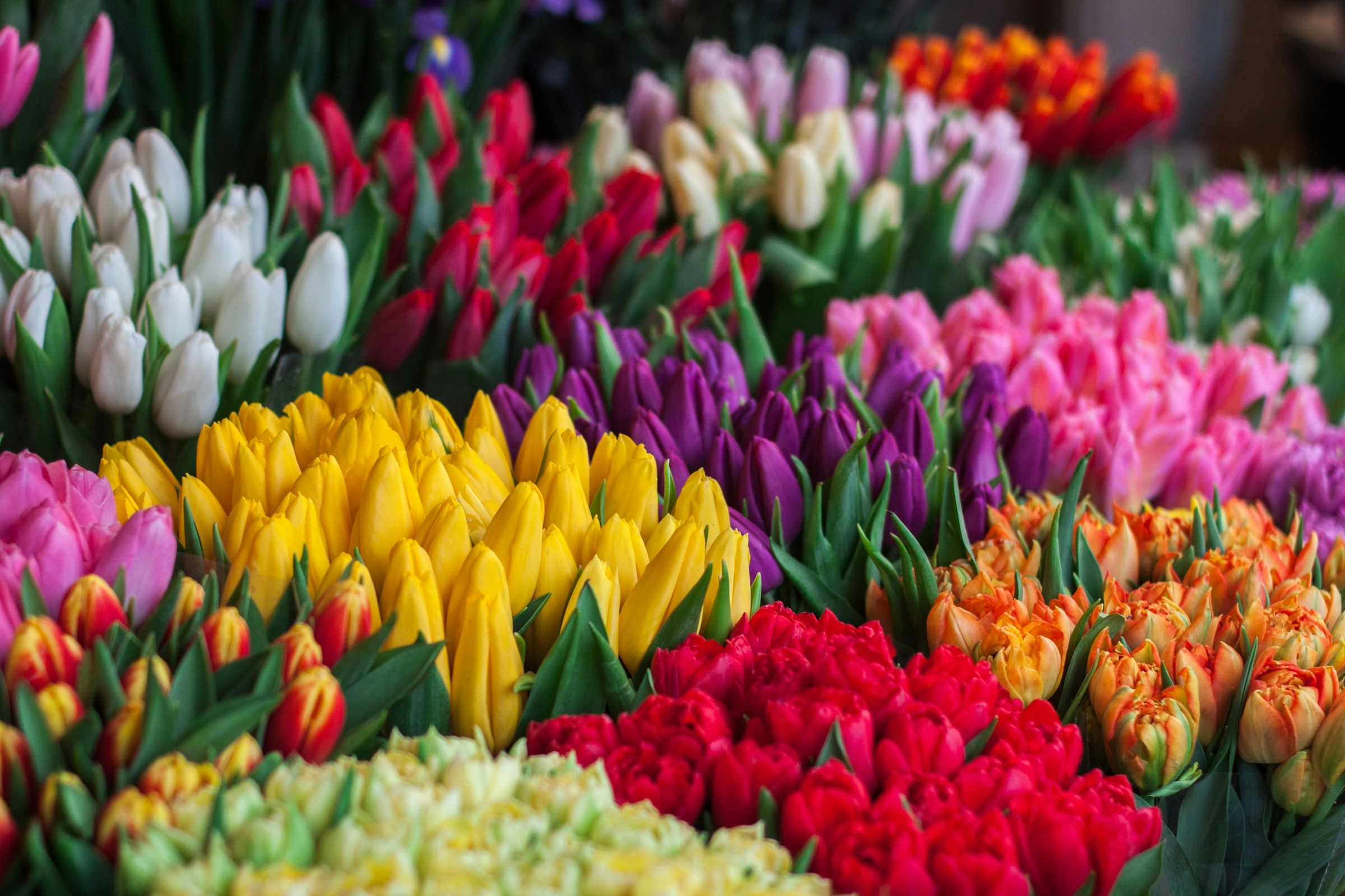 Vibrant Tulip Rainbow Display Vibrant Tulip Rainbow Display