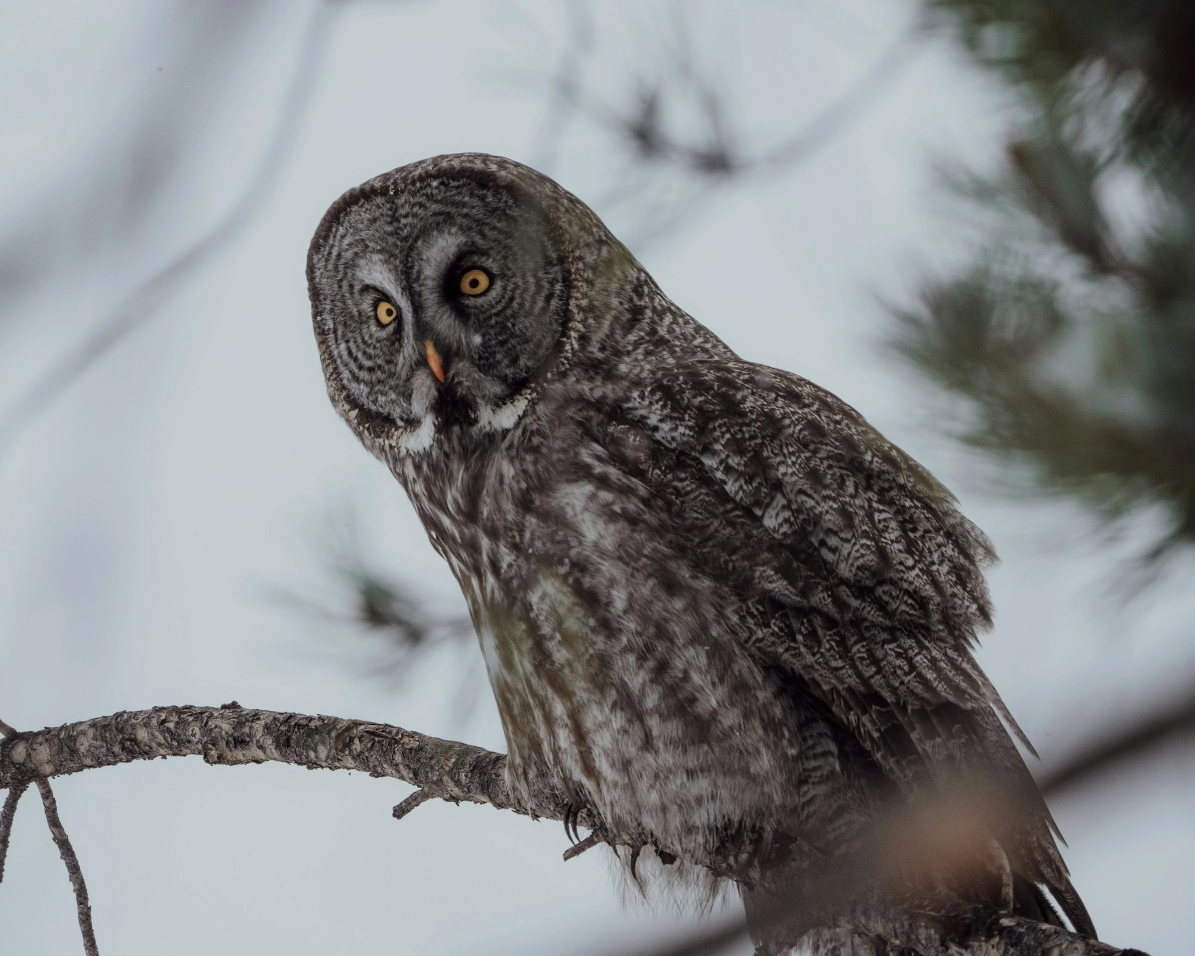 Watchful Gray Owl Perched Watchful Gray Owl Perched