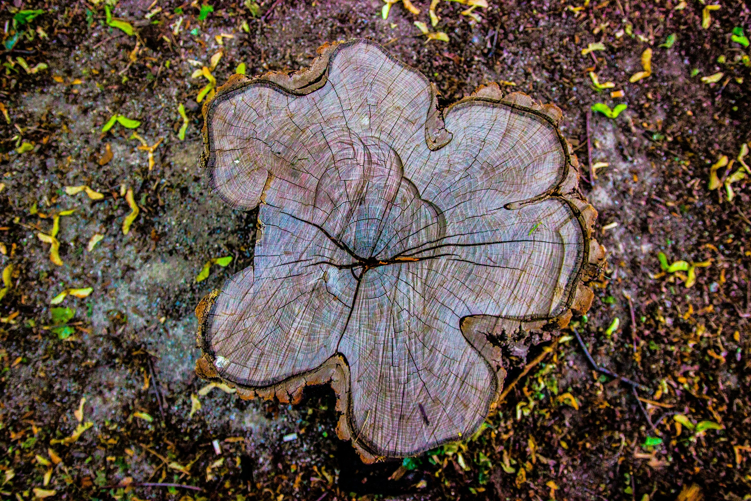 Weathered Tree Stump Cross-Section Weathered Tree Stump Cross-Section