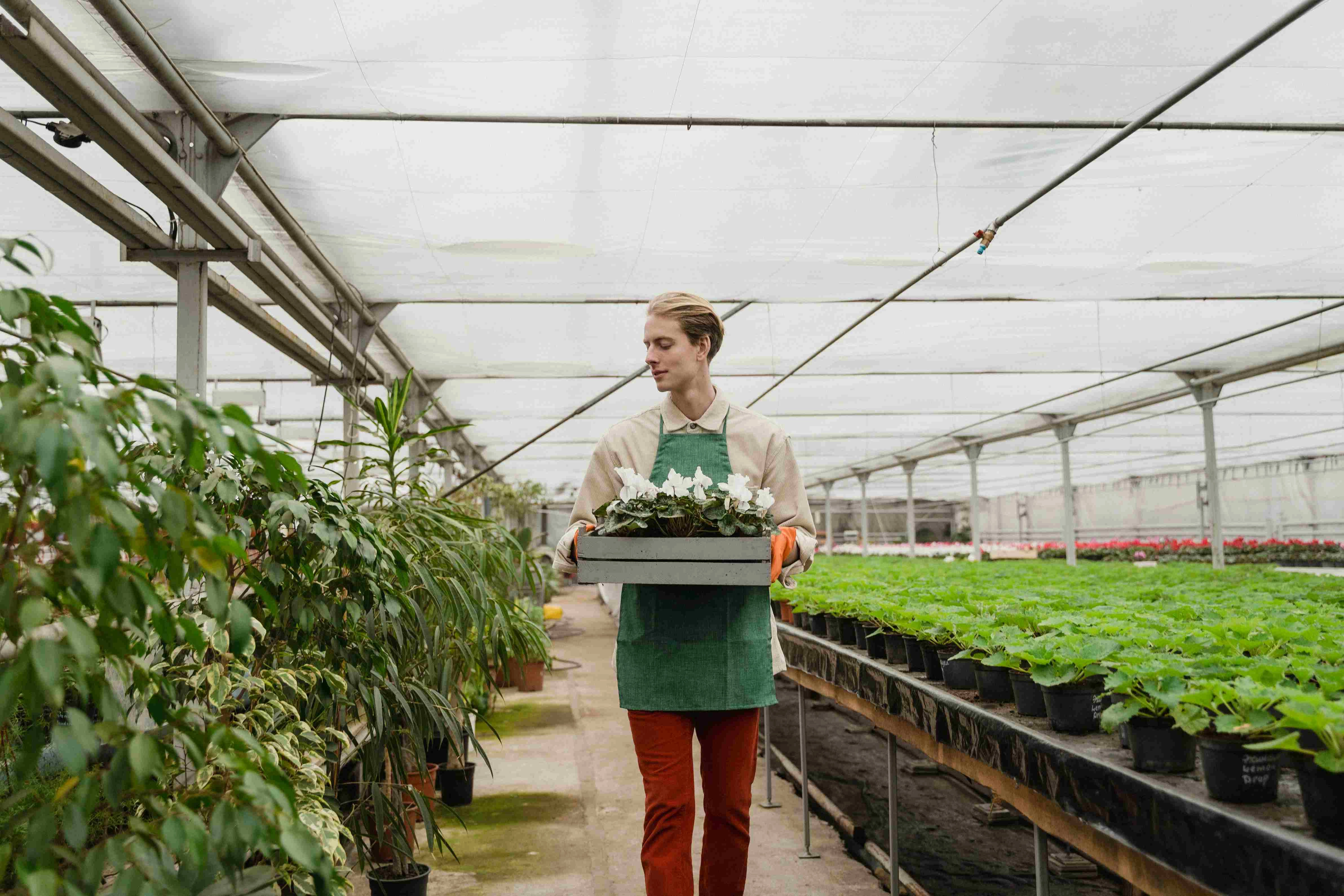 Greenhouse Worker Tending Plants