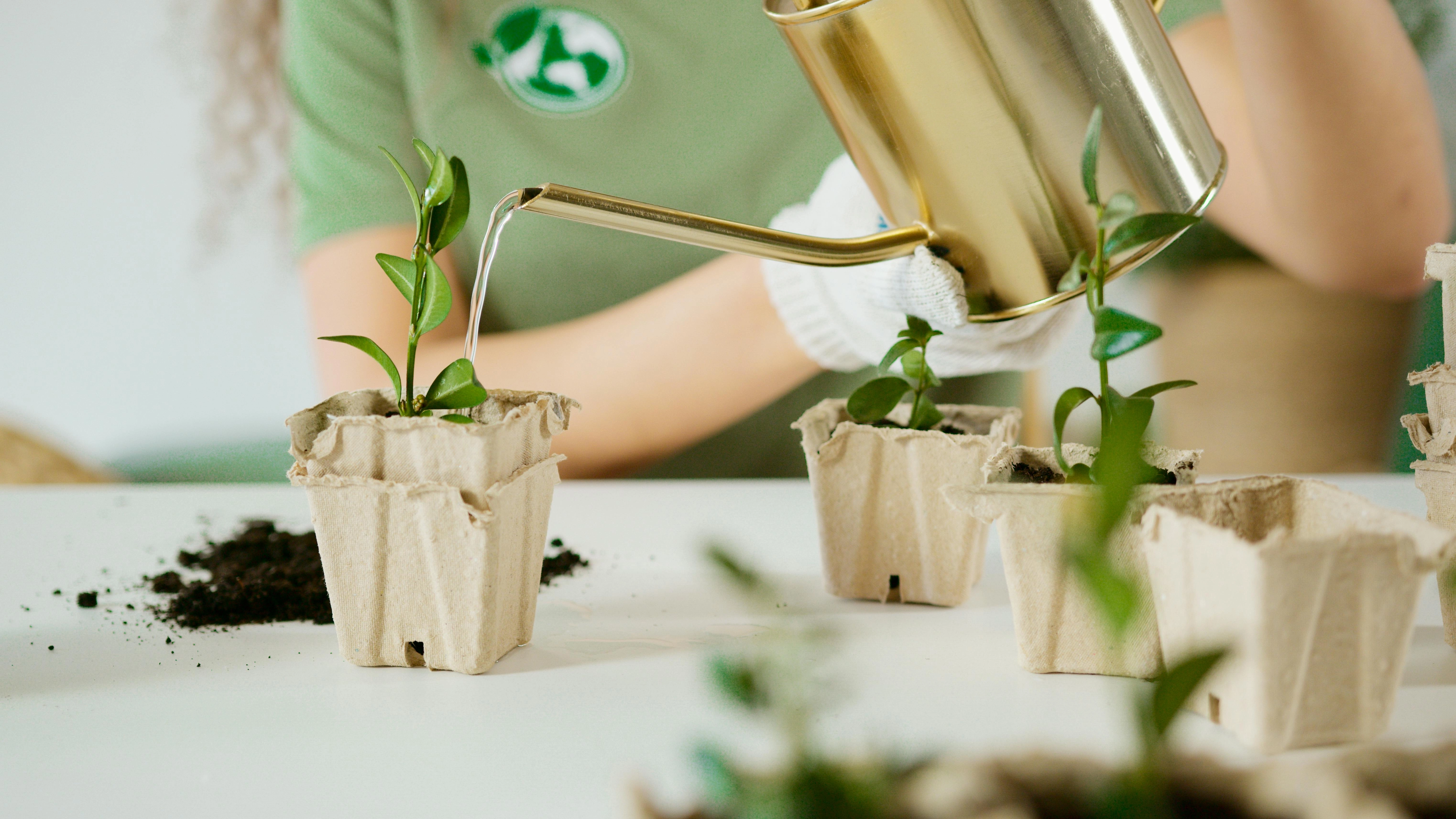 Nurturing Young Plant Seedlings Nurturing Young Plant Seedlings