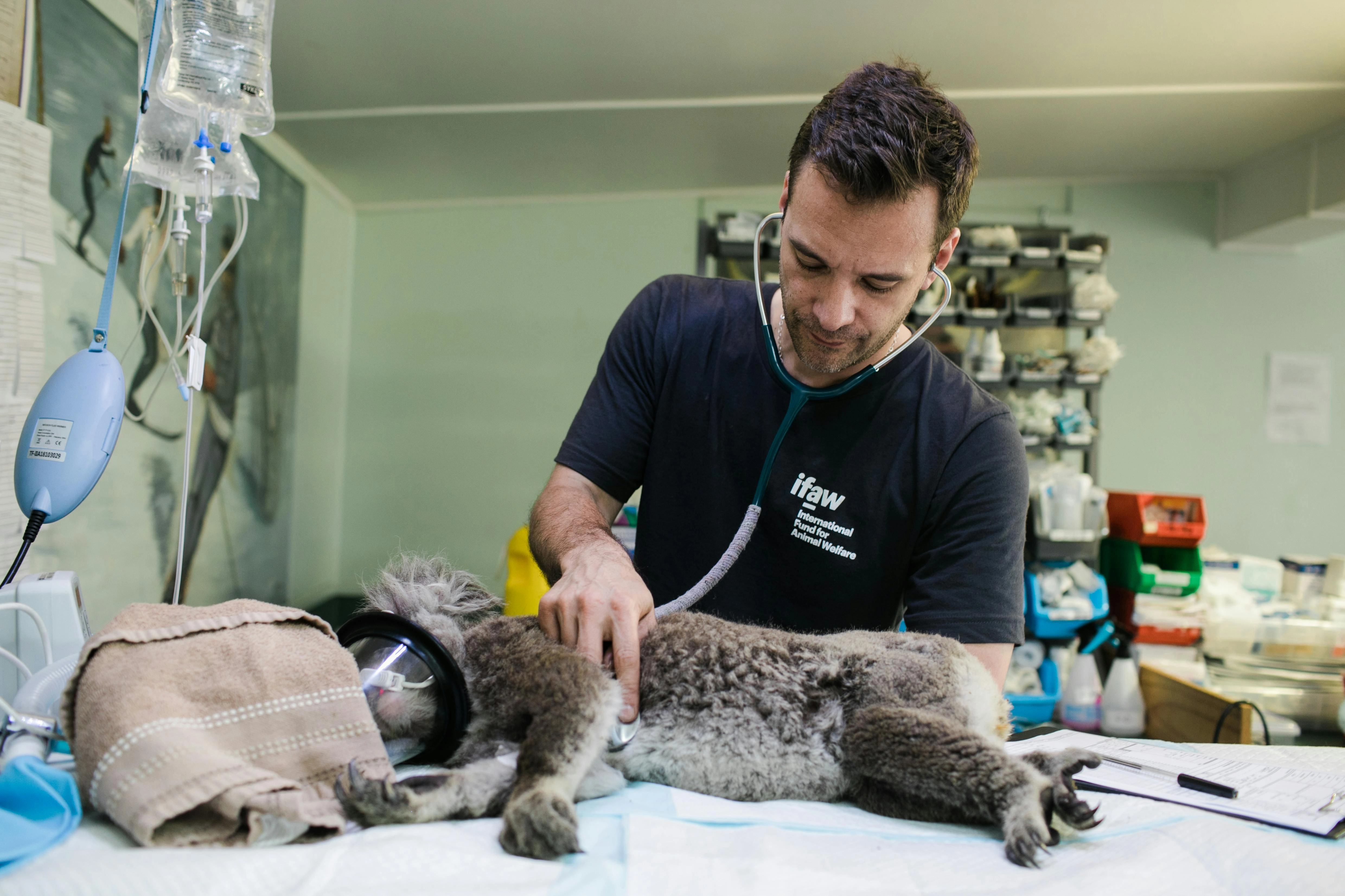 Veterinarian treating koala patient