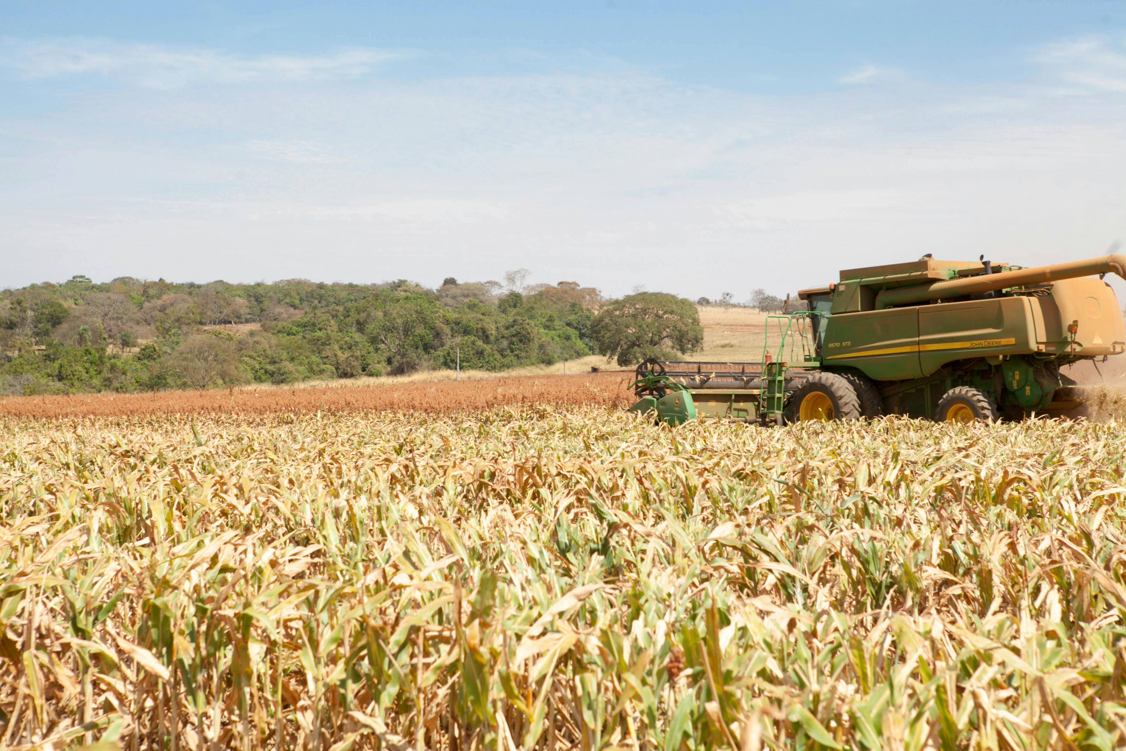Corn Harvest with Combine