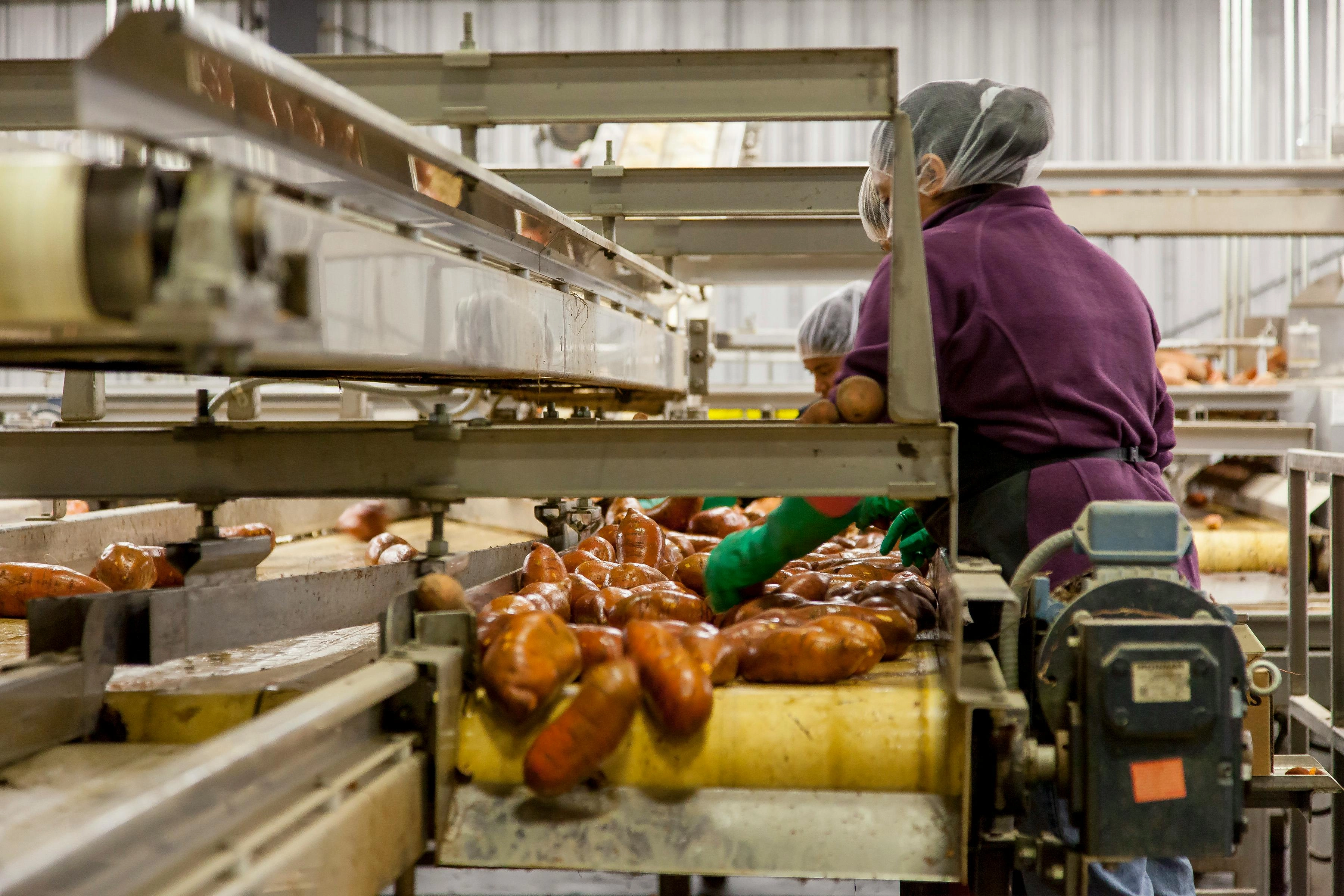 Food Processing Assembly Line