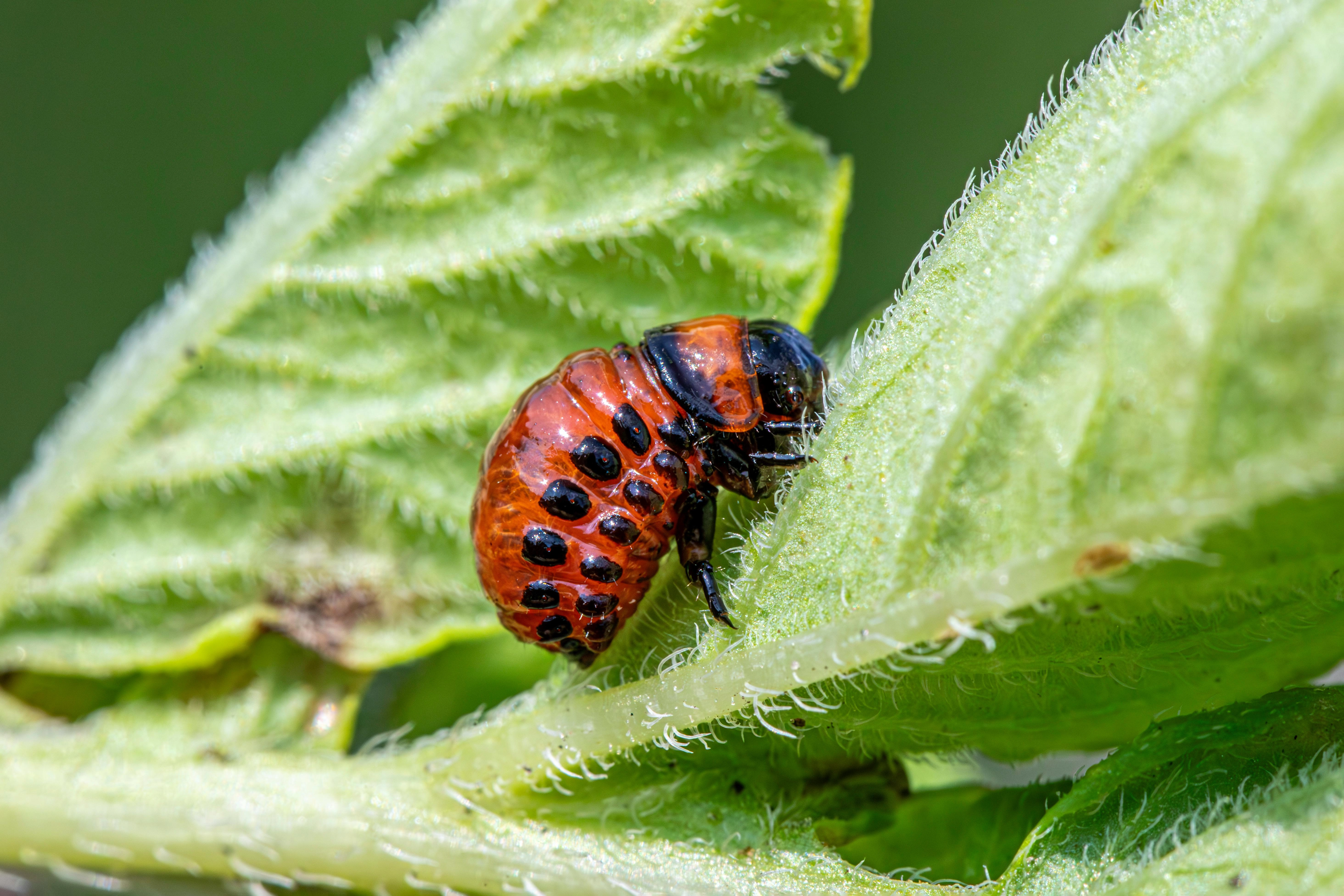 Ladybug on Fuzzy Leaf