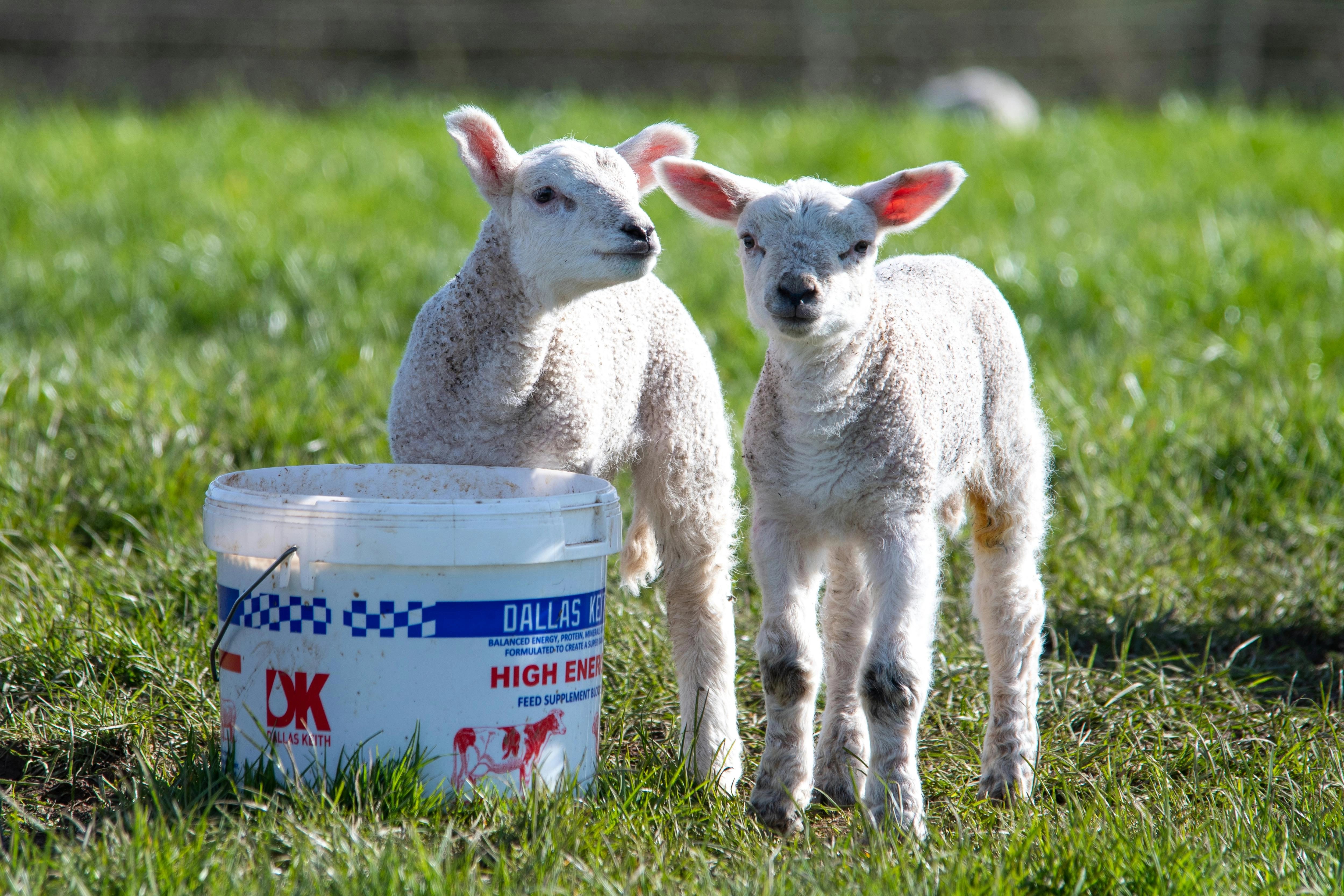Lambs with Feed Bucket Lambs with Feed Bucket