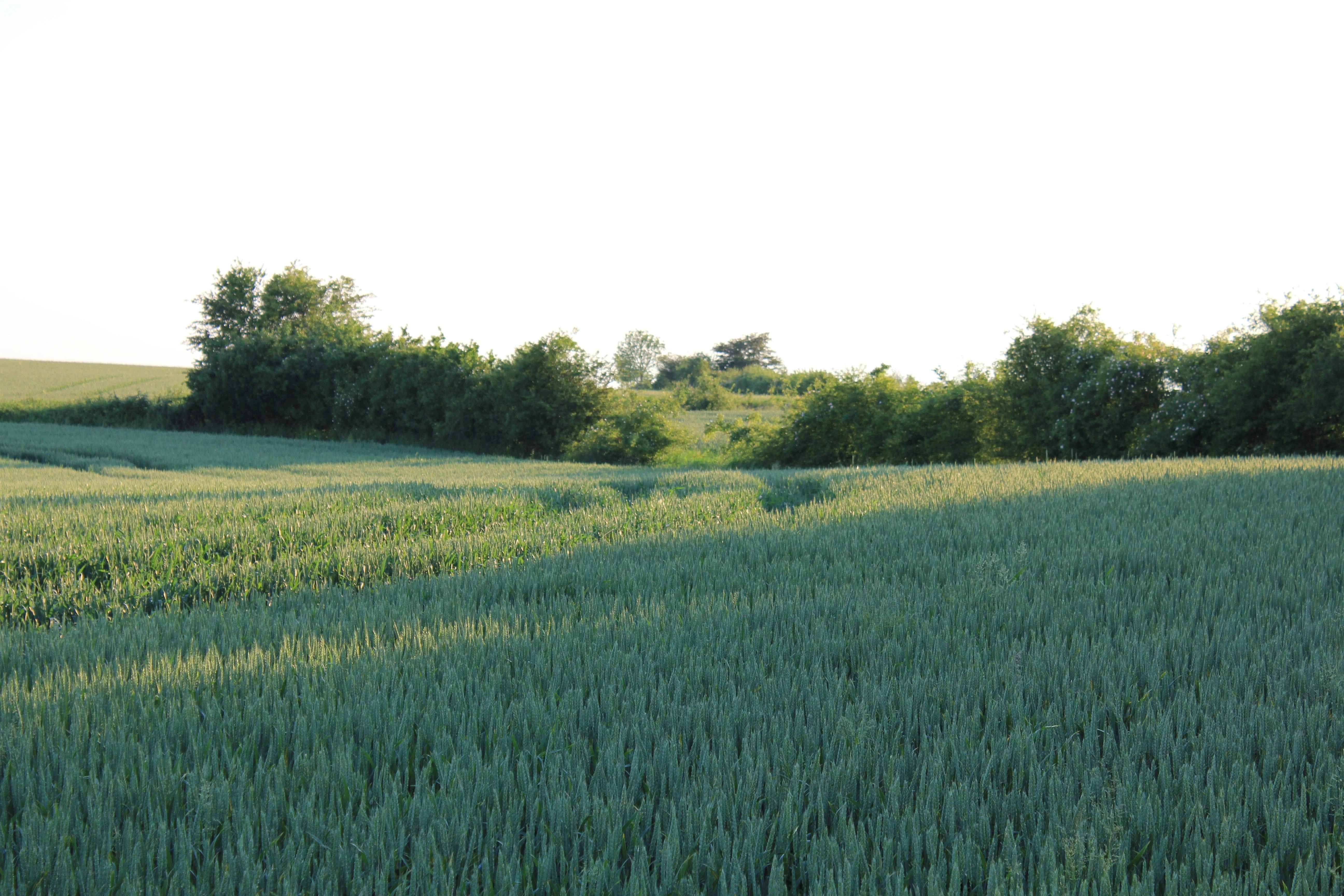 Lush Agricultural Wheat Field