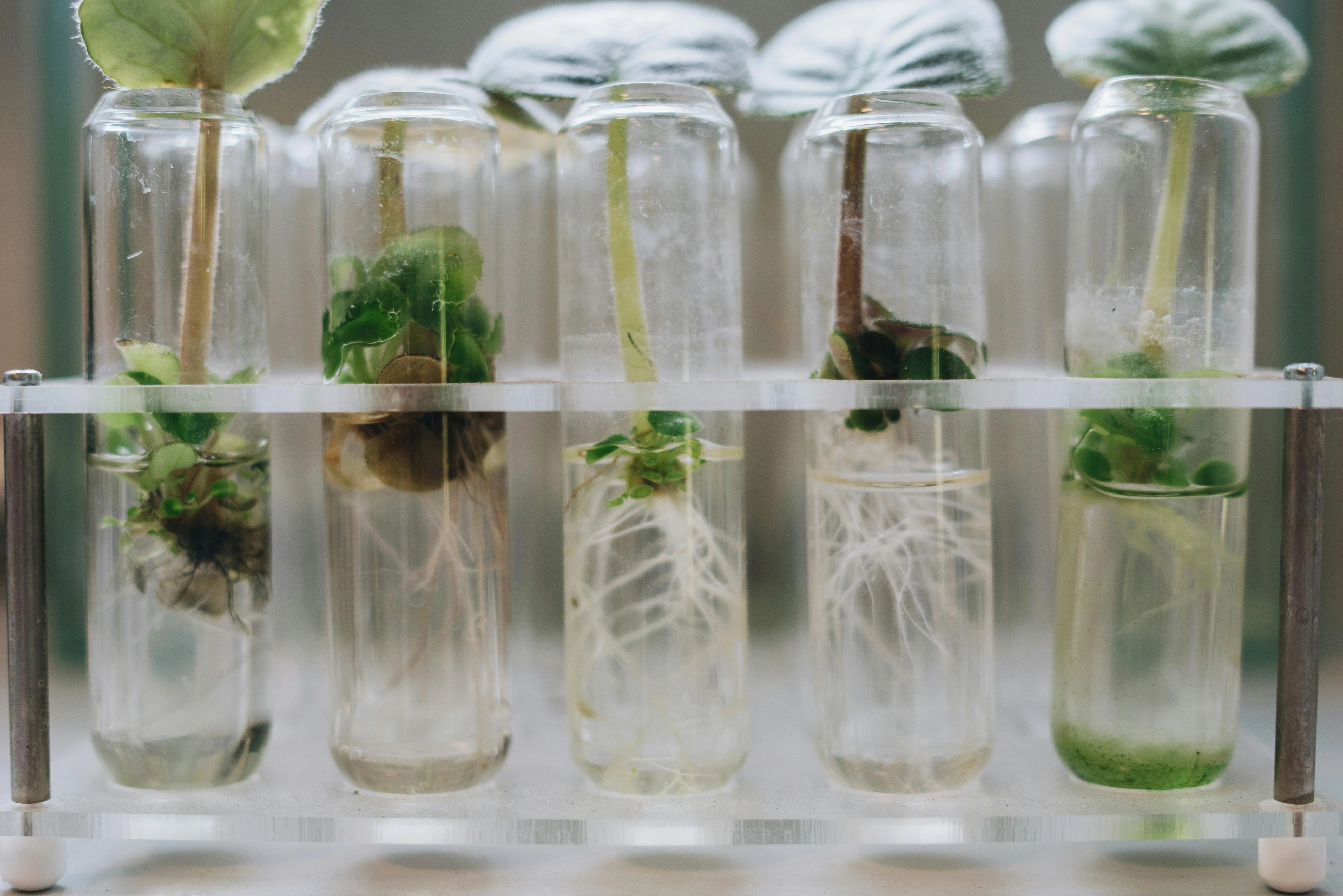 Plant Seedlings in Test Tubes