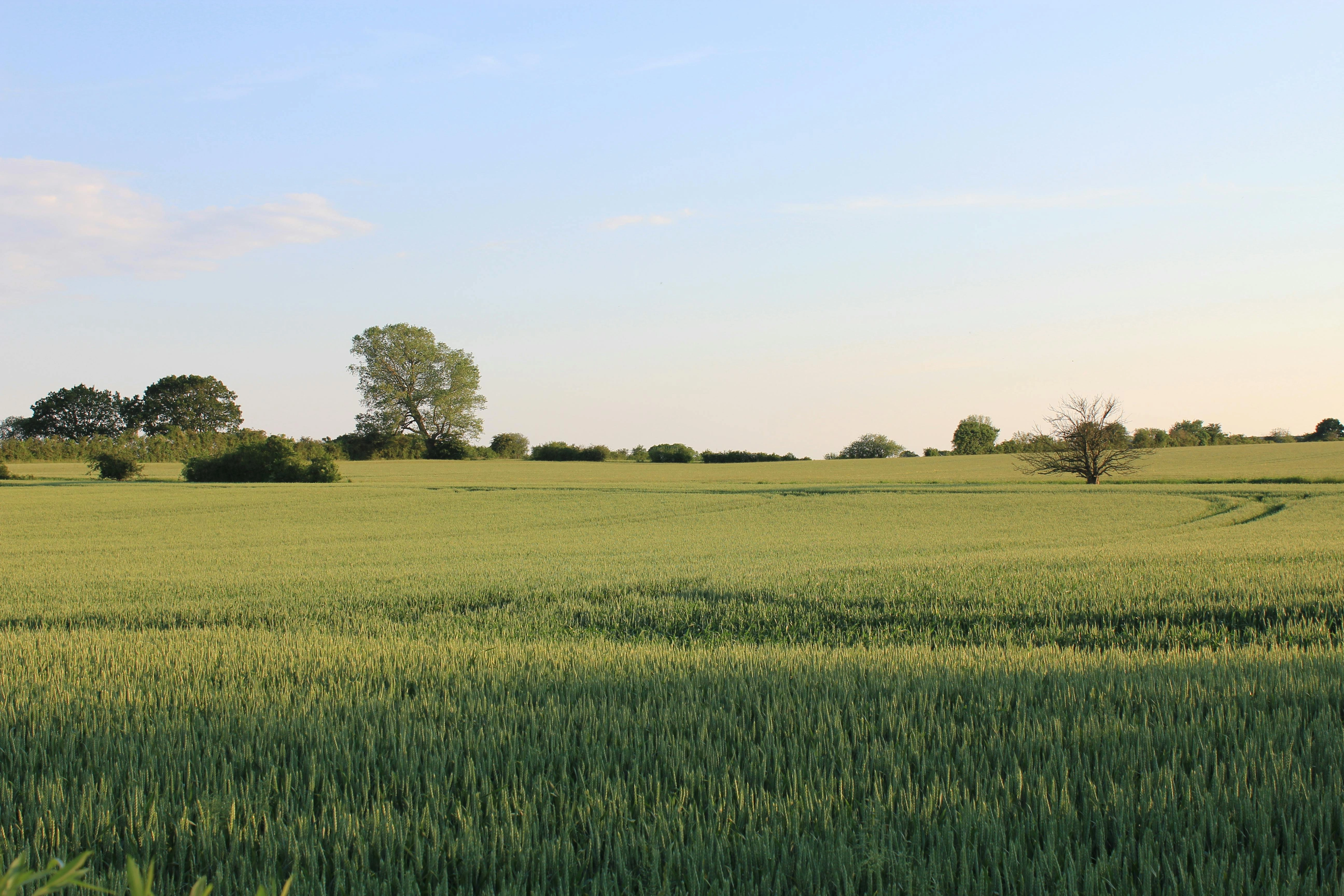 Serene Wheat Field Landscape