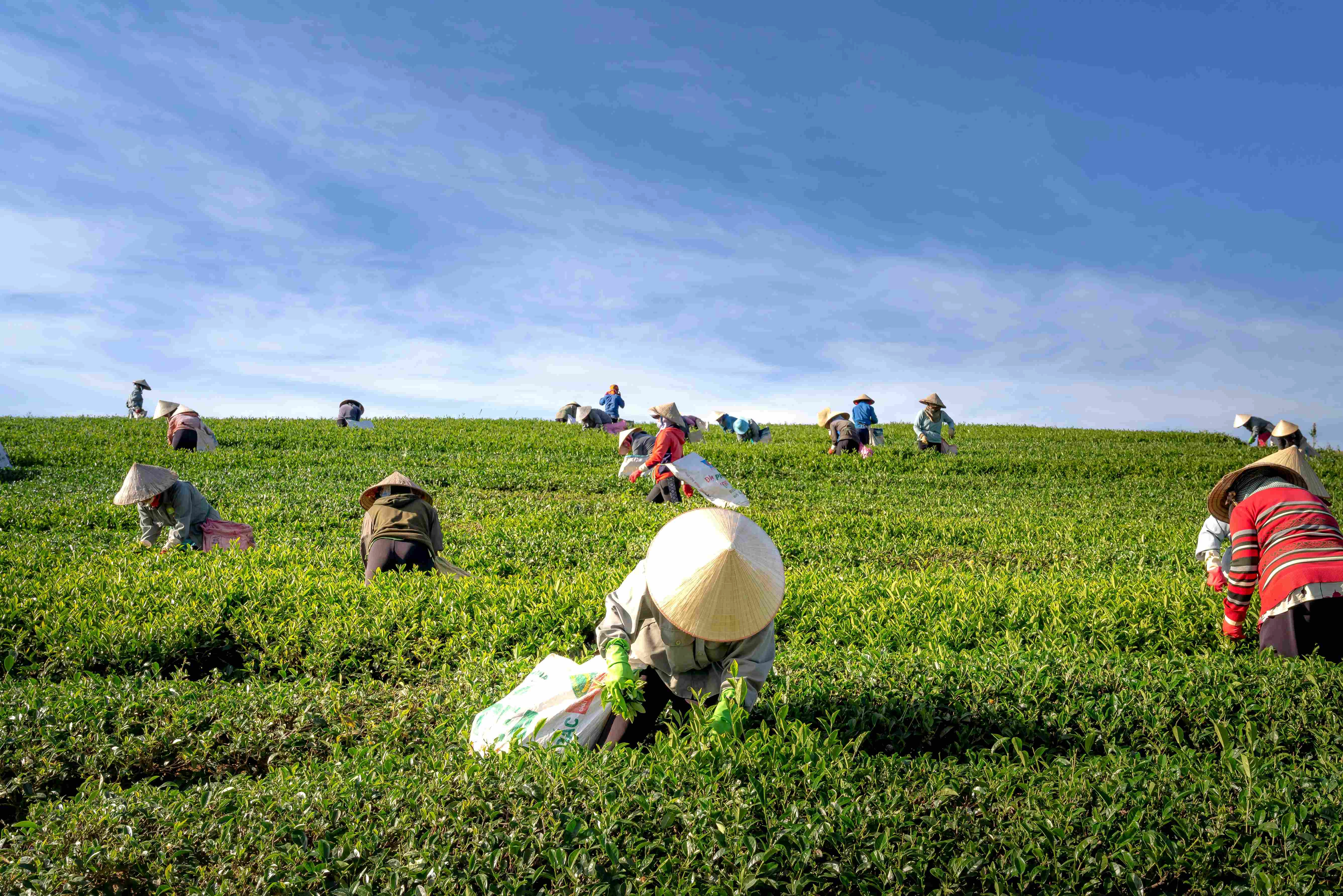 Tea Pickers in Green Field
