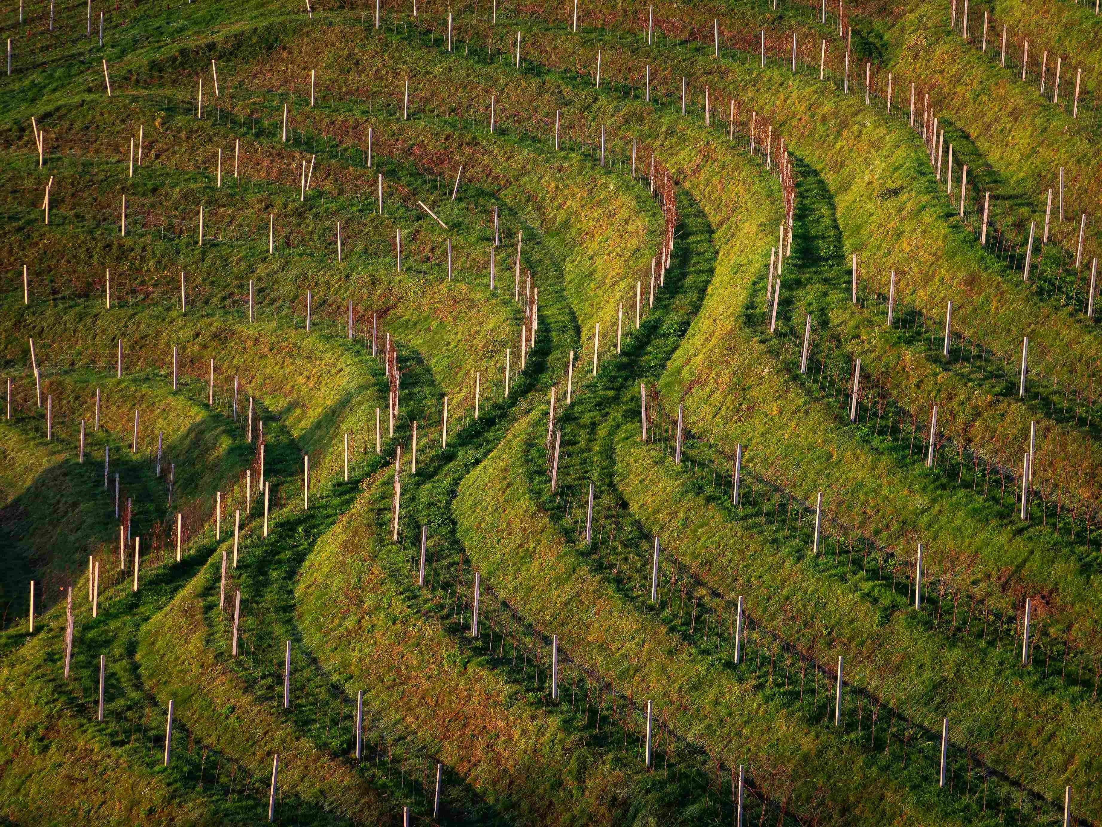Terraced Vineyard Landscape