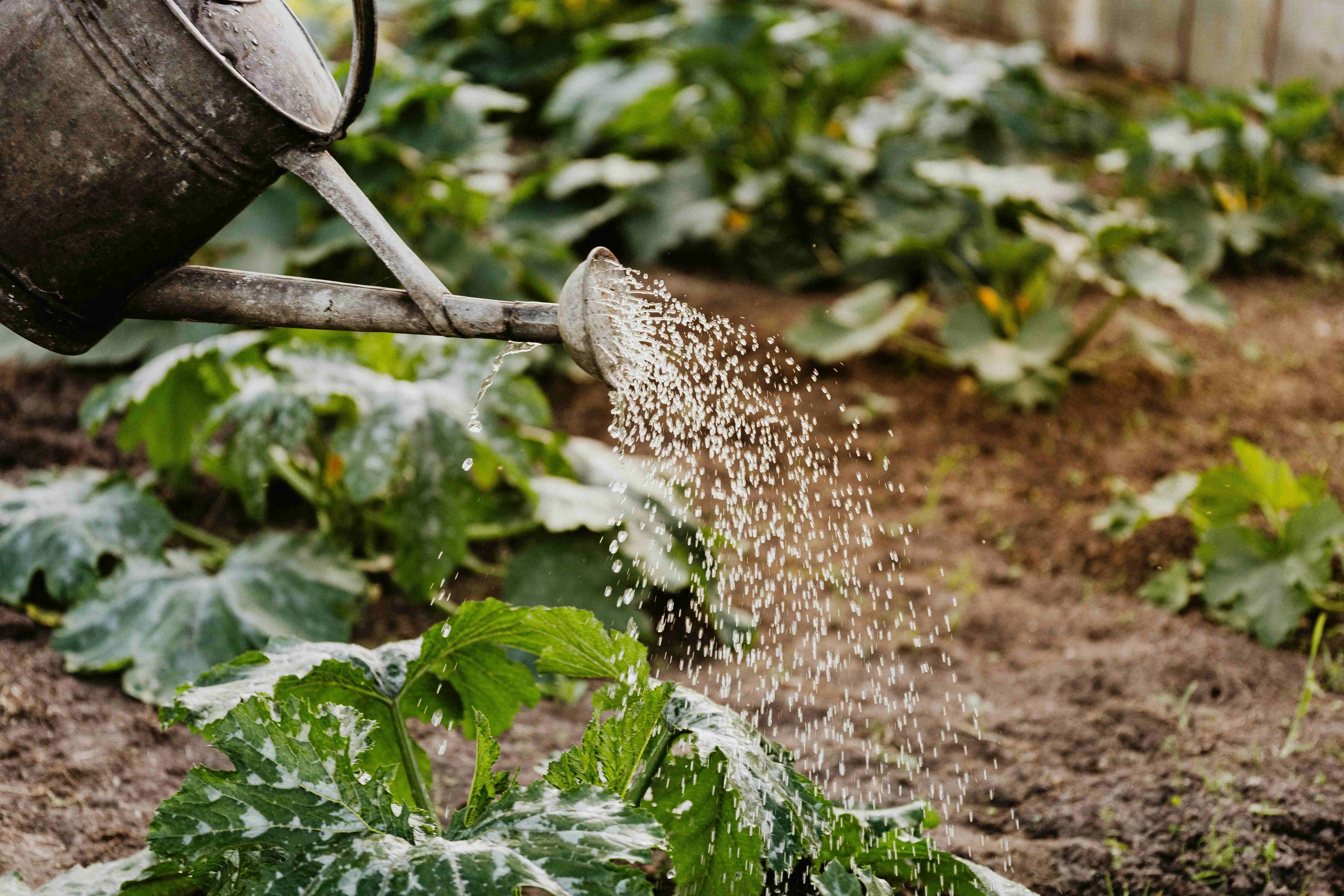 Watering Garden with Sprinkler Watering Garden with Sprinkler