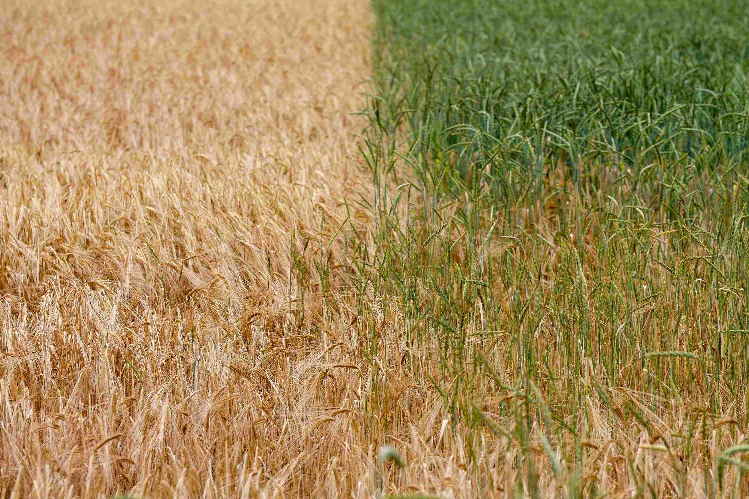 Wheat Field Color Contrast