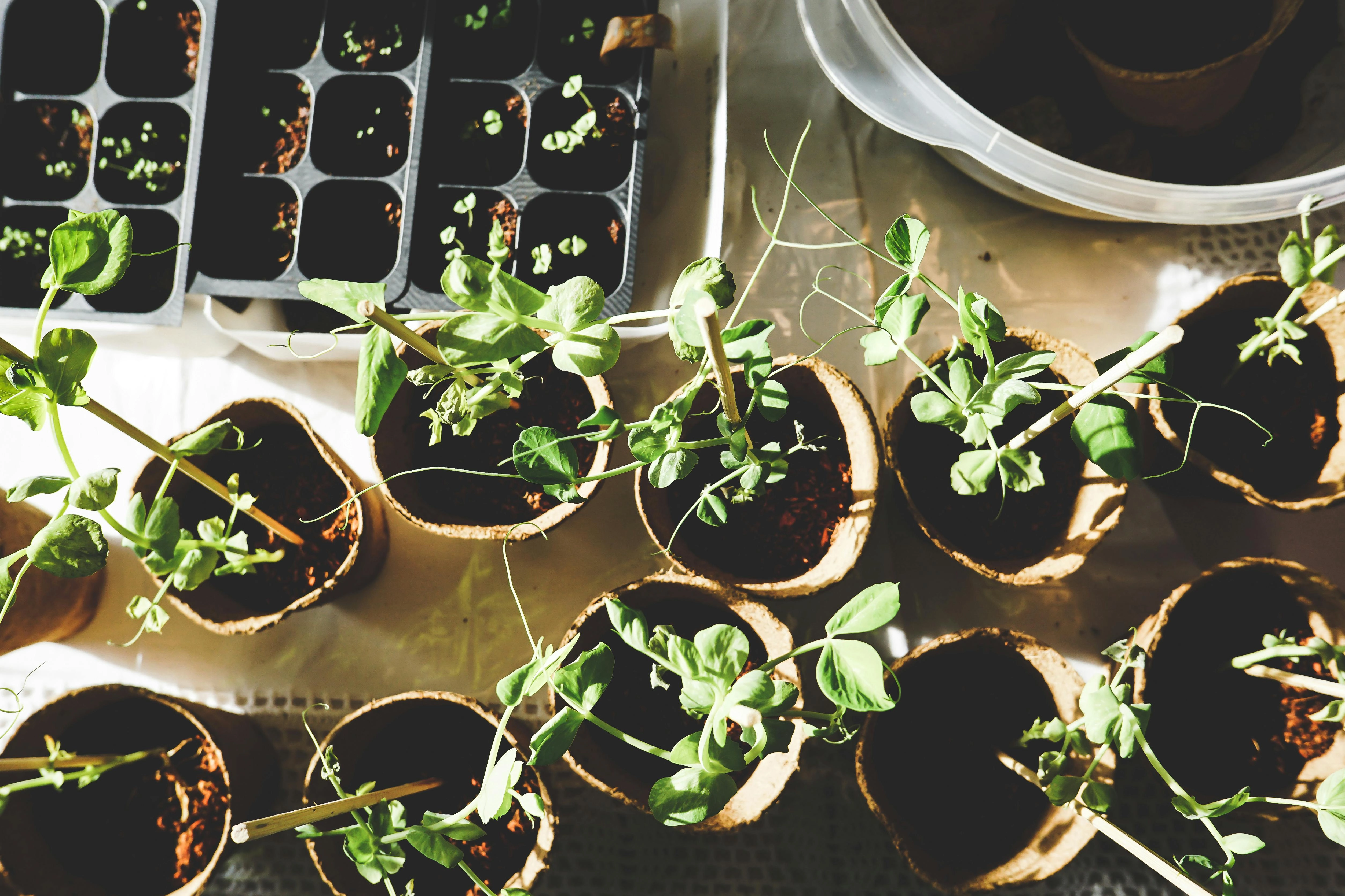 Seedling Growth in Trays Seedling Growth in Trays