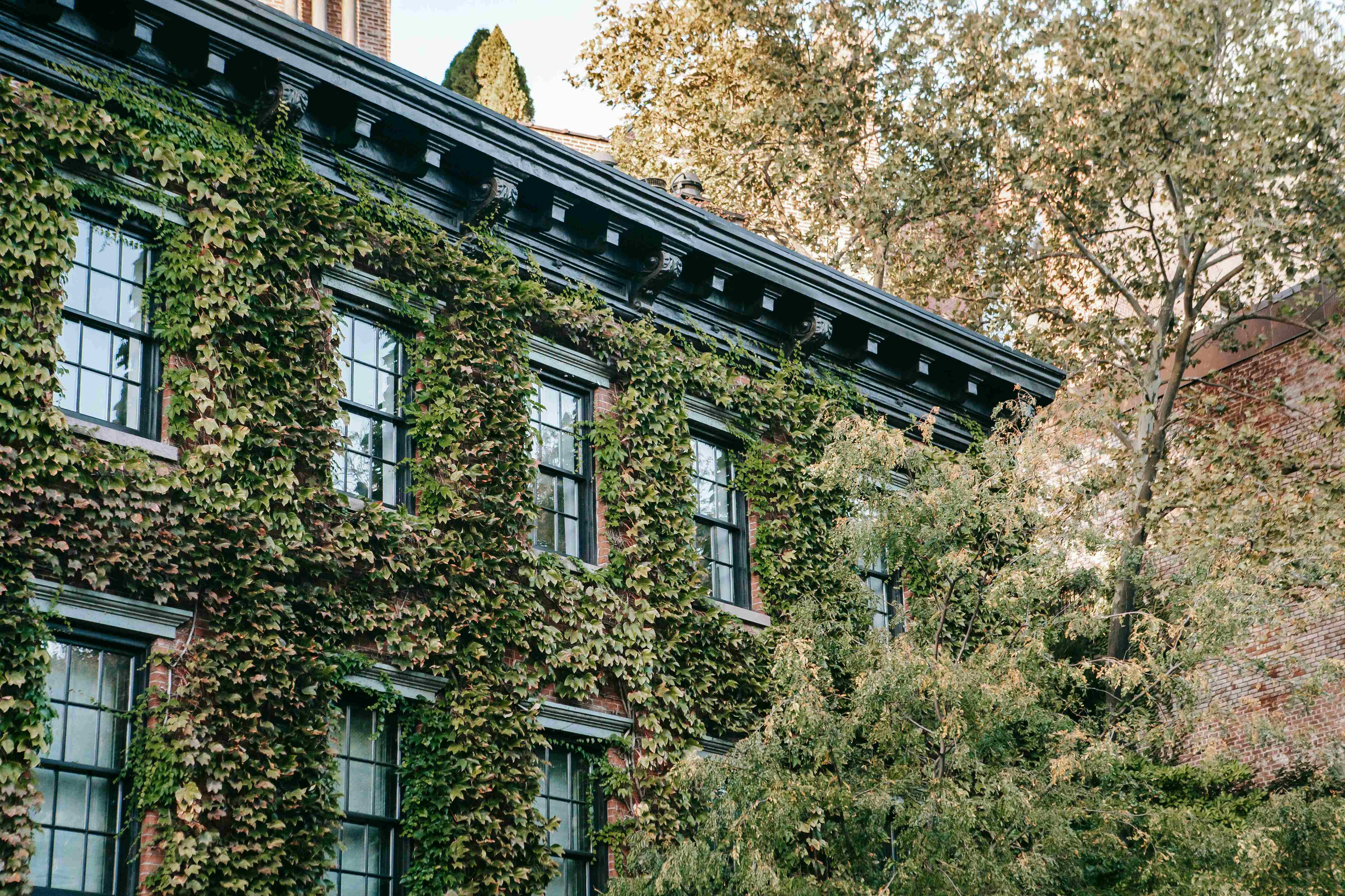Ivy-covered Brick Building Windows