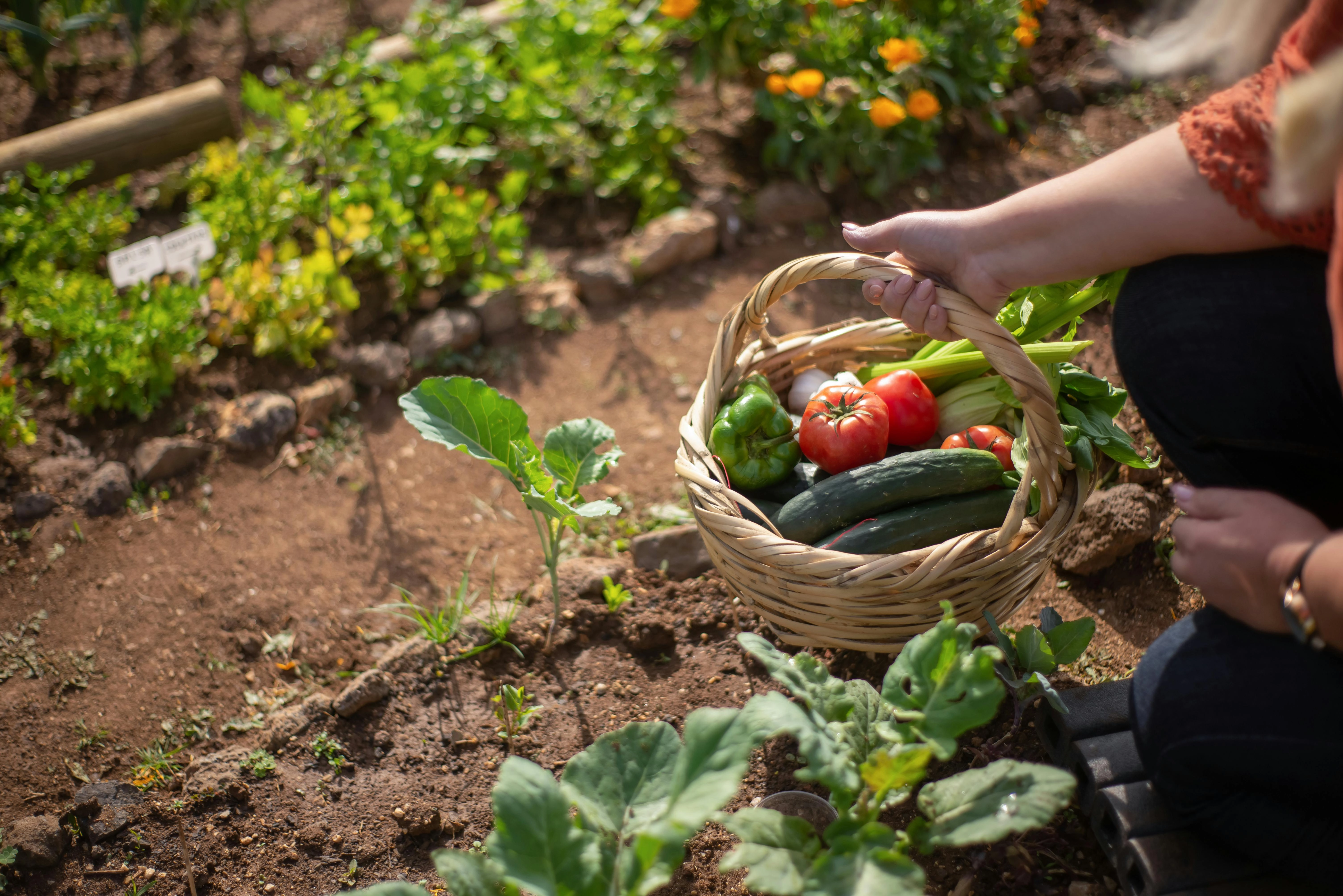 Fresh garden harvest basket