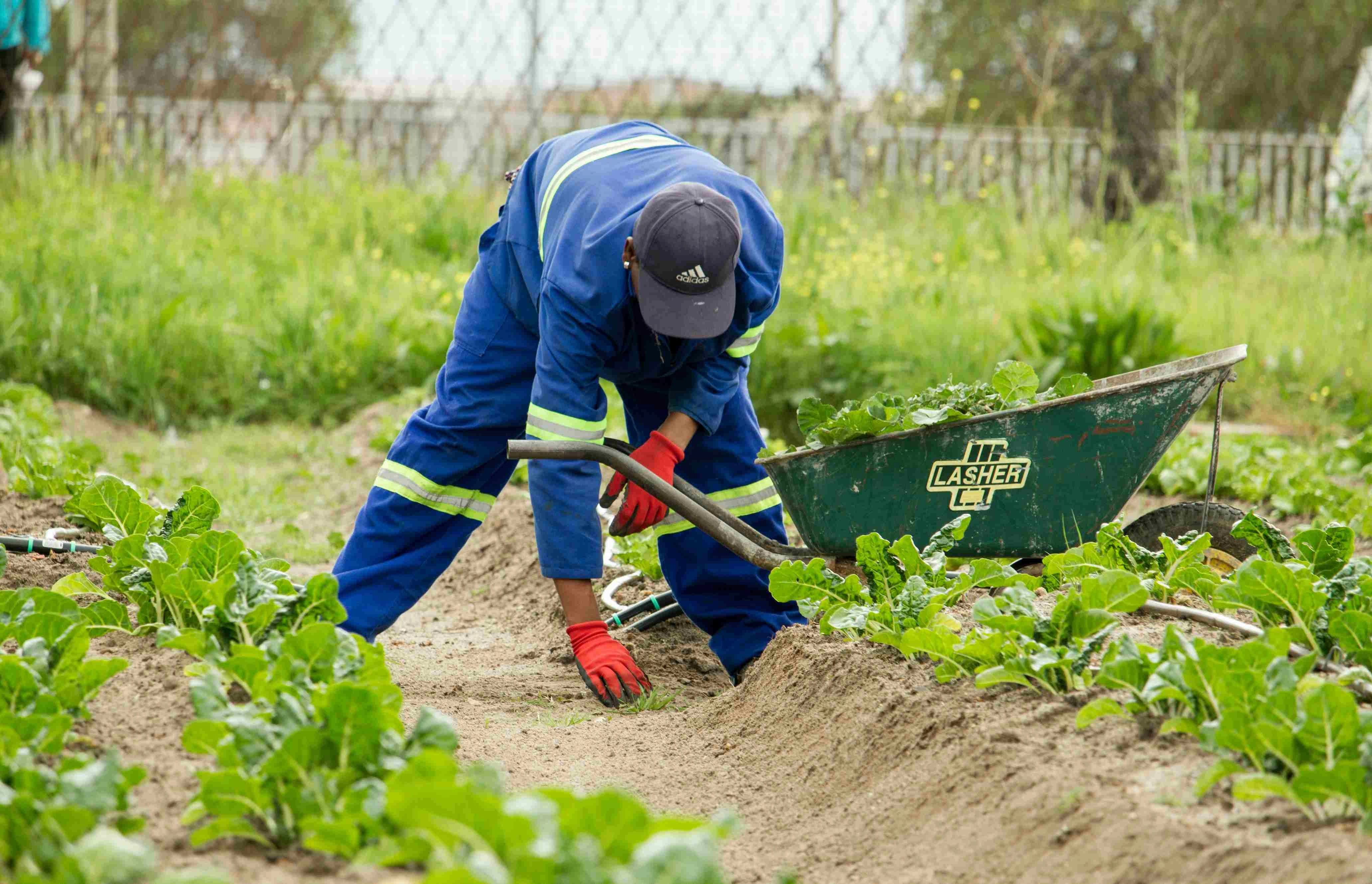 Garden Worker Tending Crops
