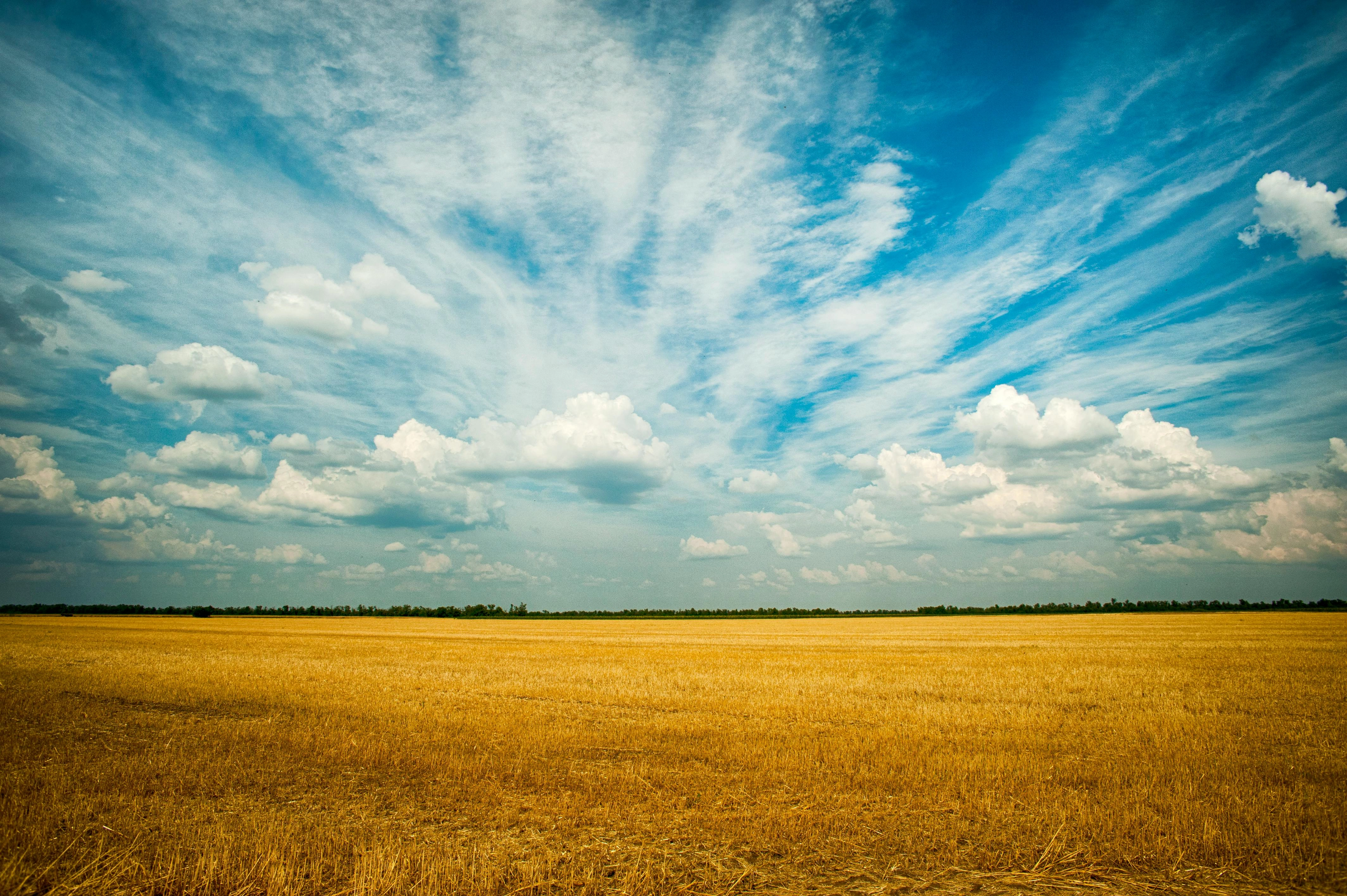 Golden fields, expansive sky