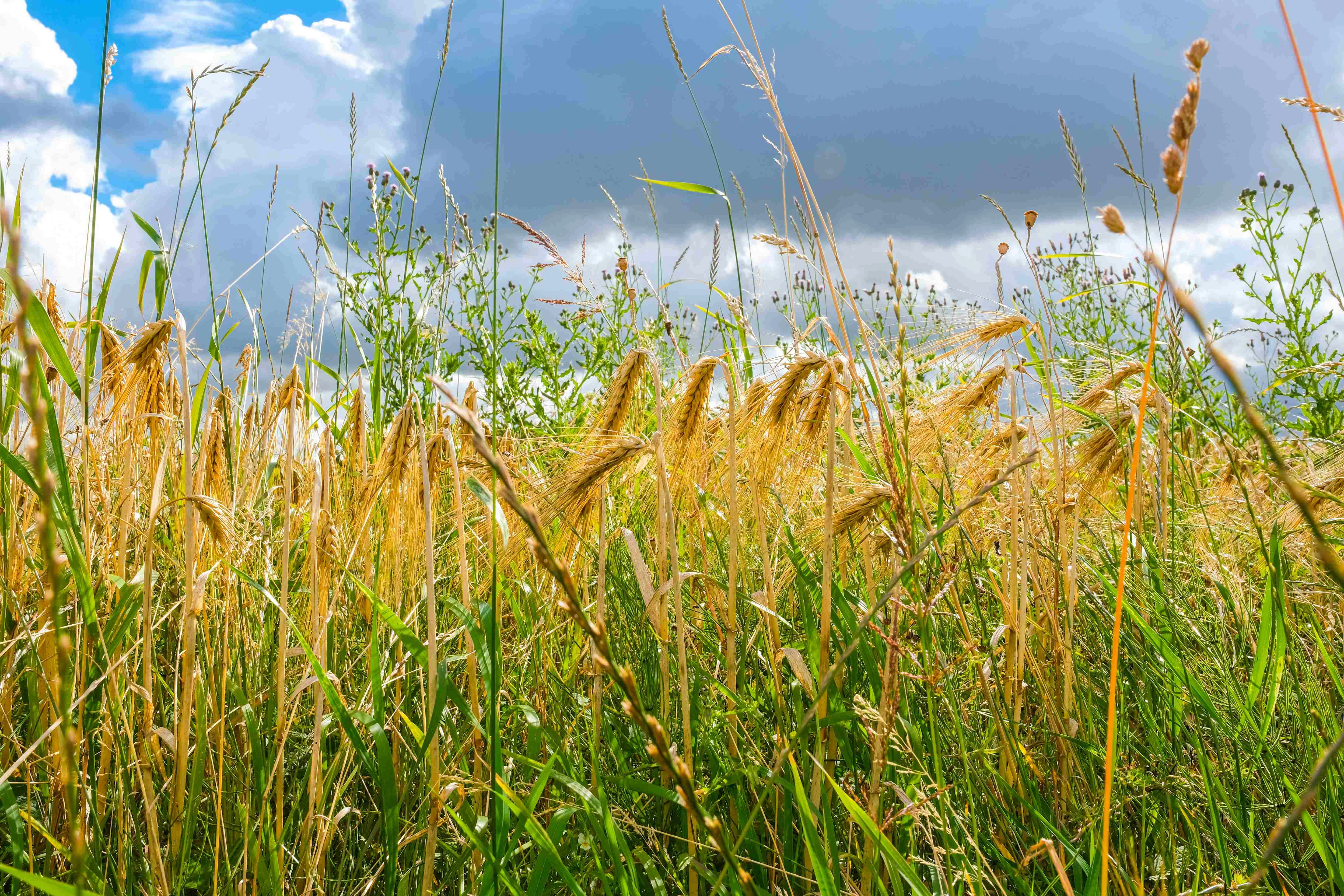 Golden wheat field landscape