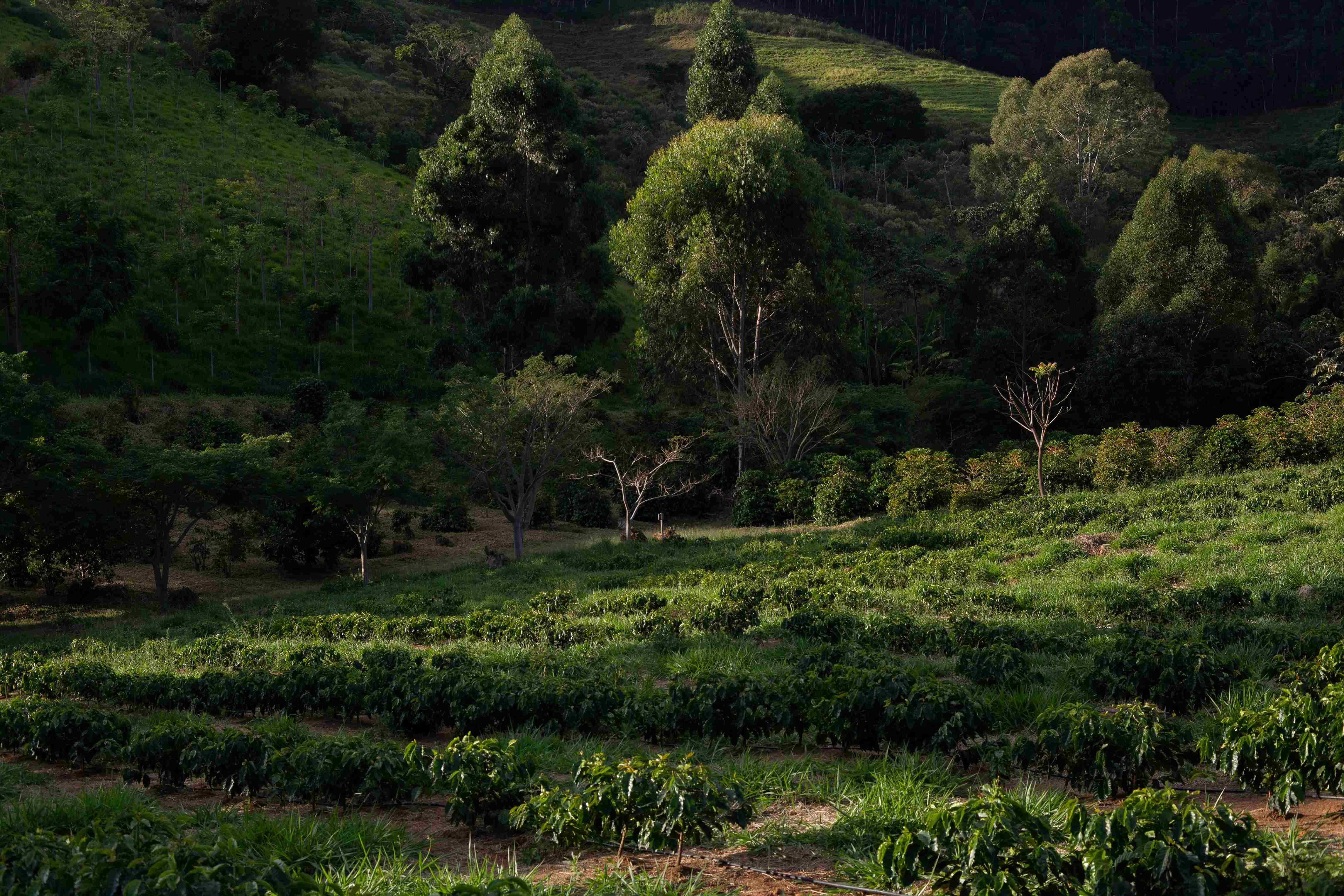 Lush Coffee Plantation Landscape