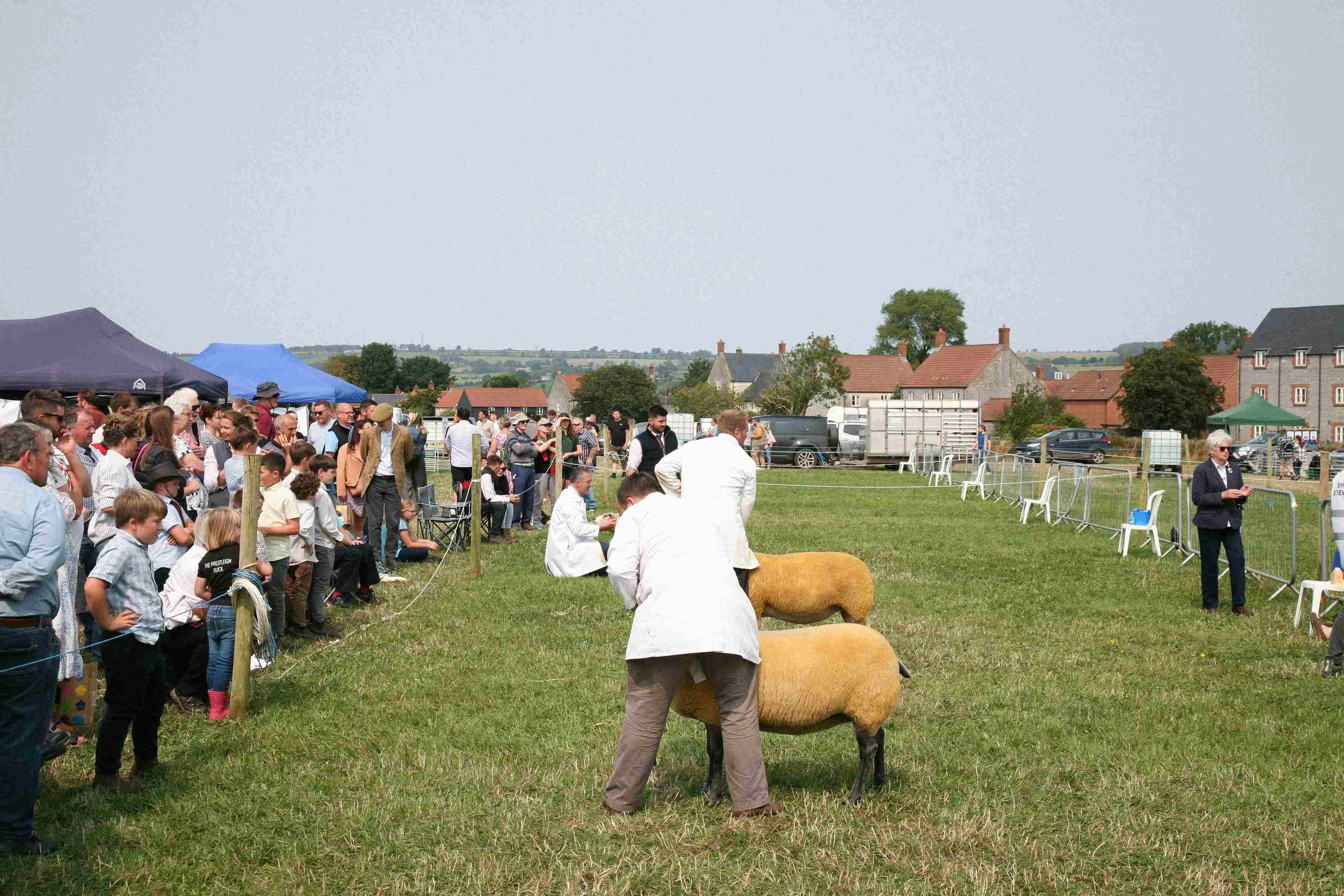 Rural Sheep Show Competition