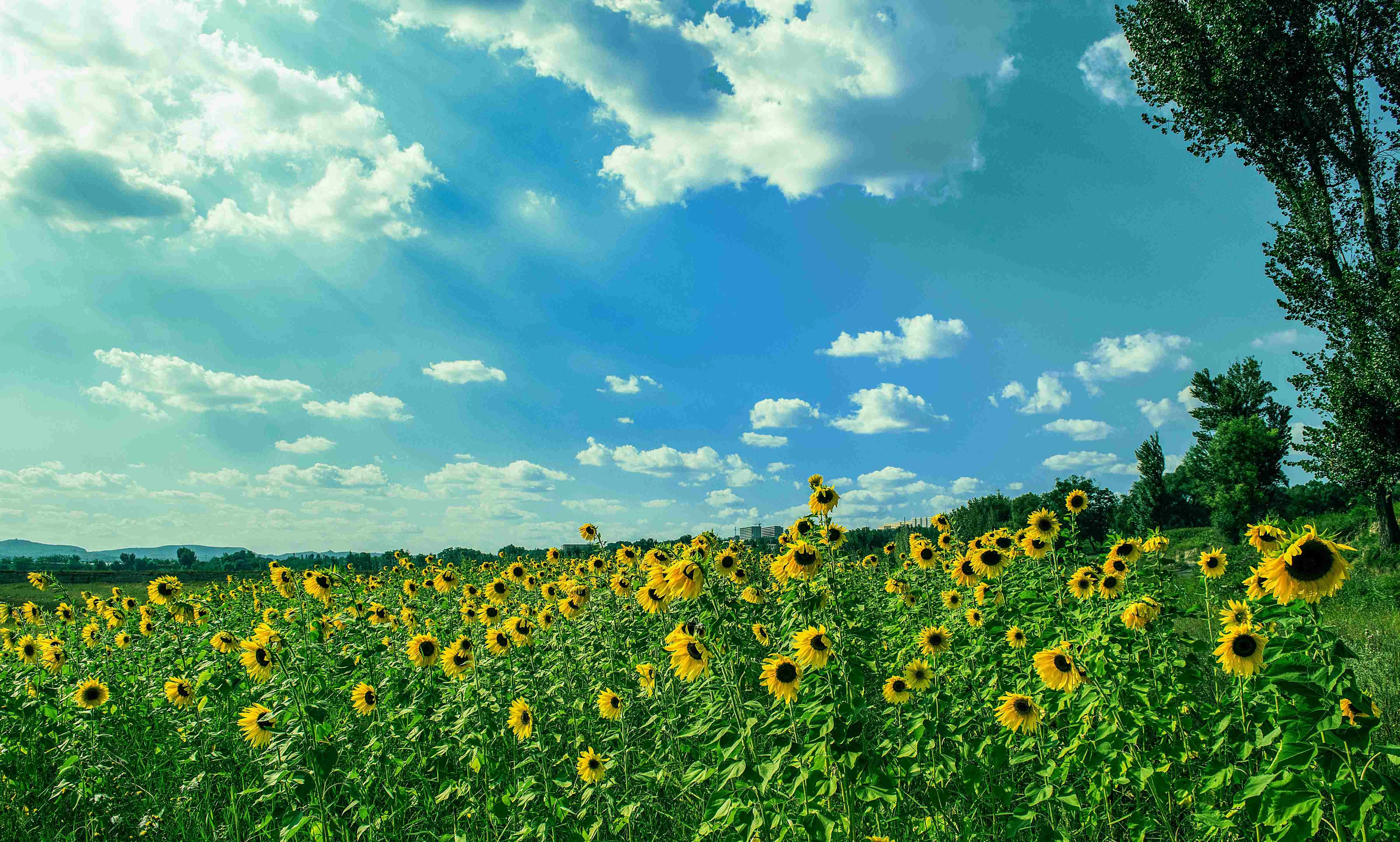 Sunflower Field Summer Sky