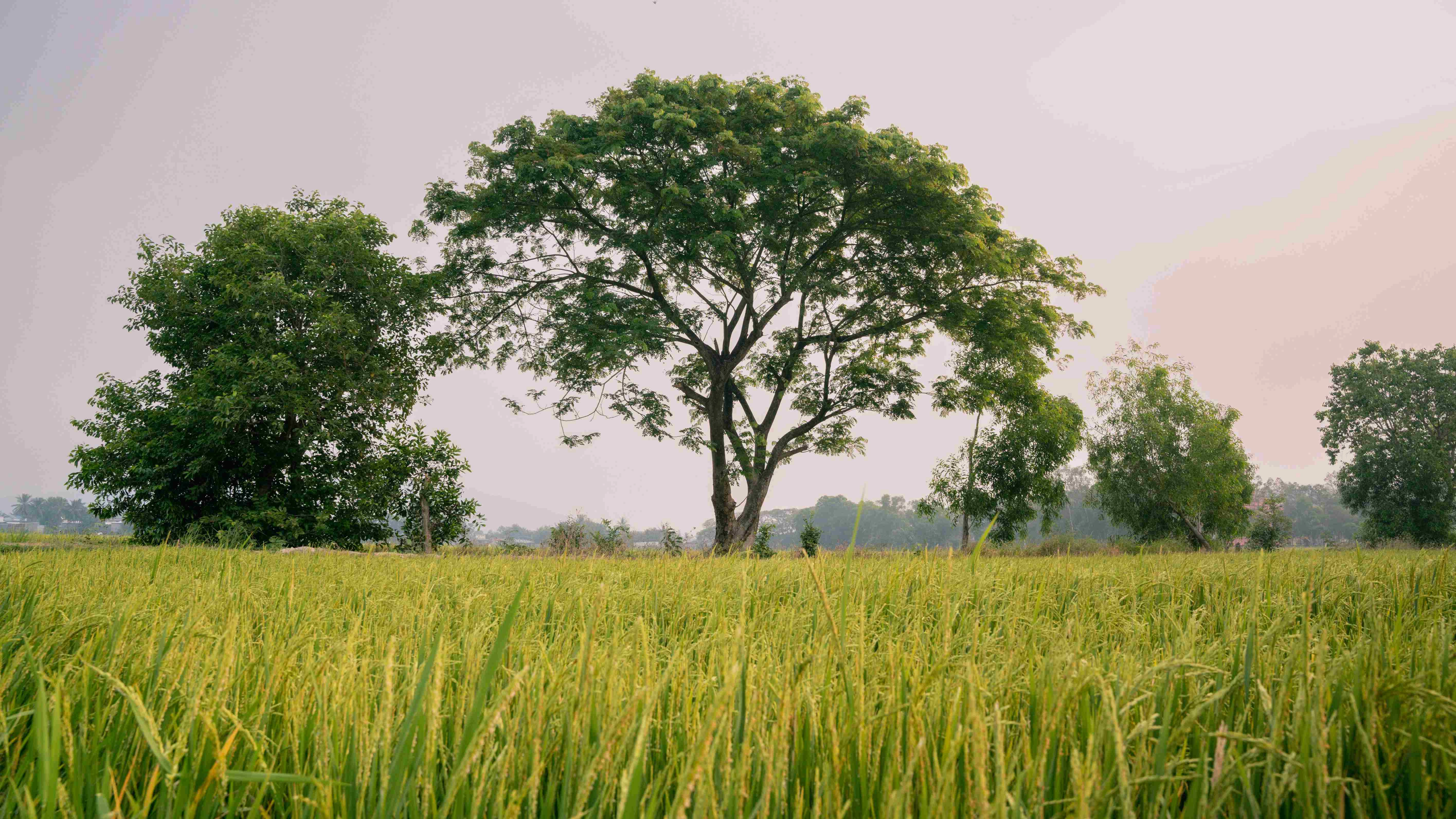 Tranquil Rice Field Landscape