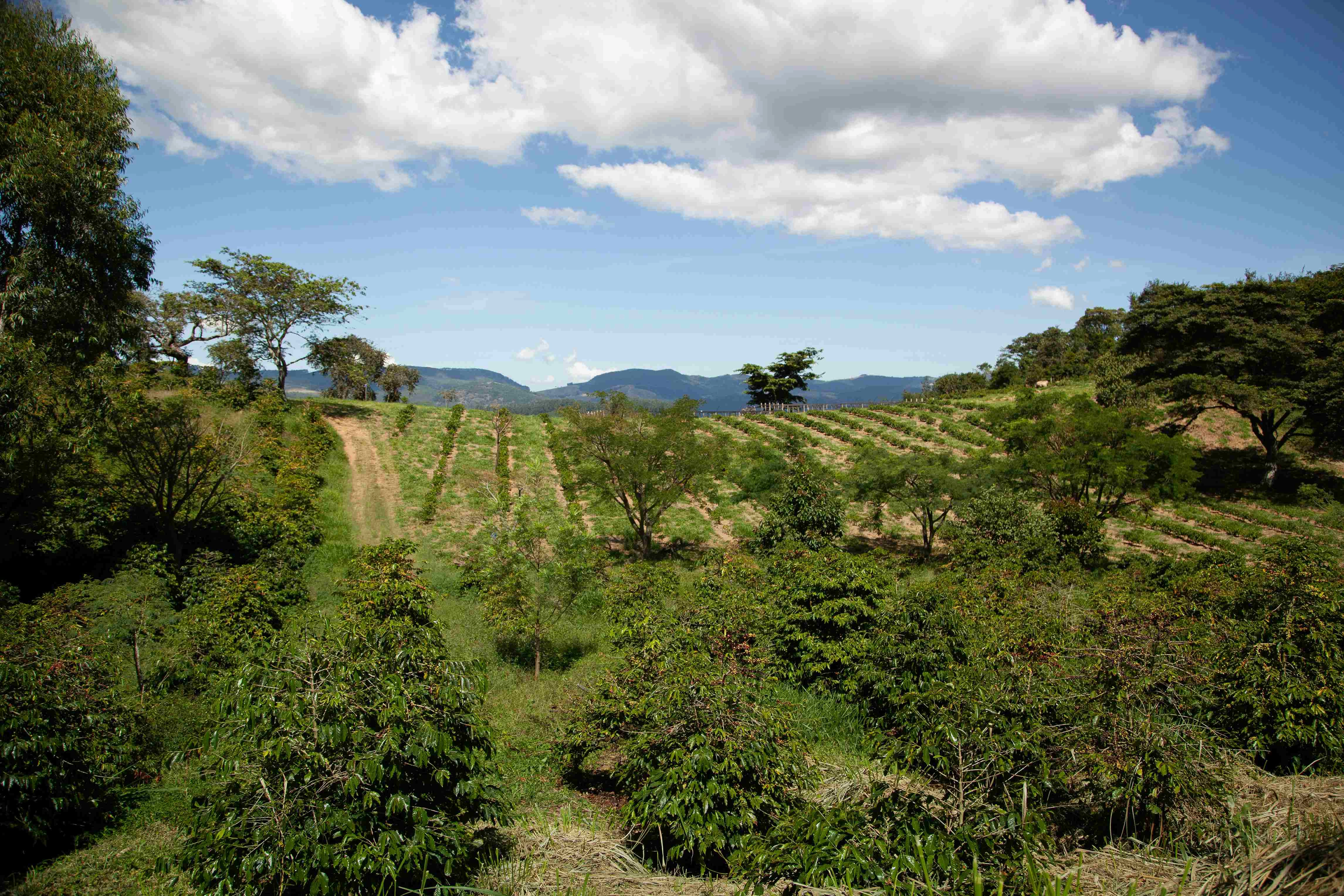 Verdant Agricultural Landscape